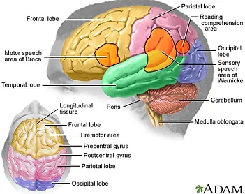 Brain Headandcervicalspine