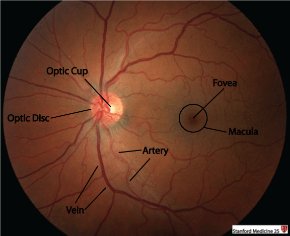 Normal Fundus