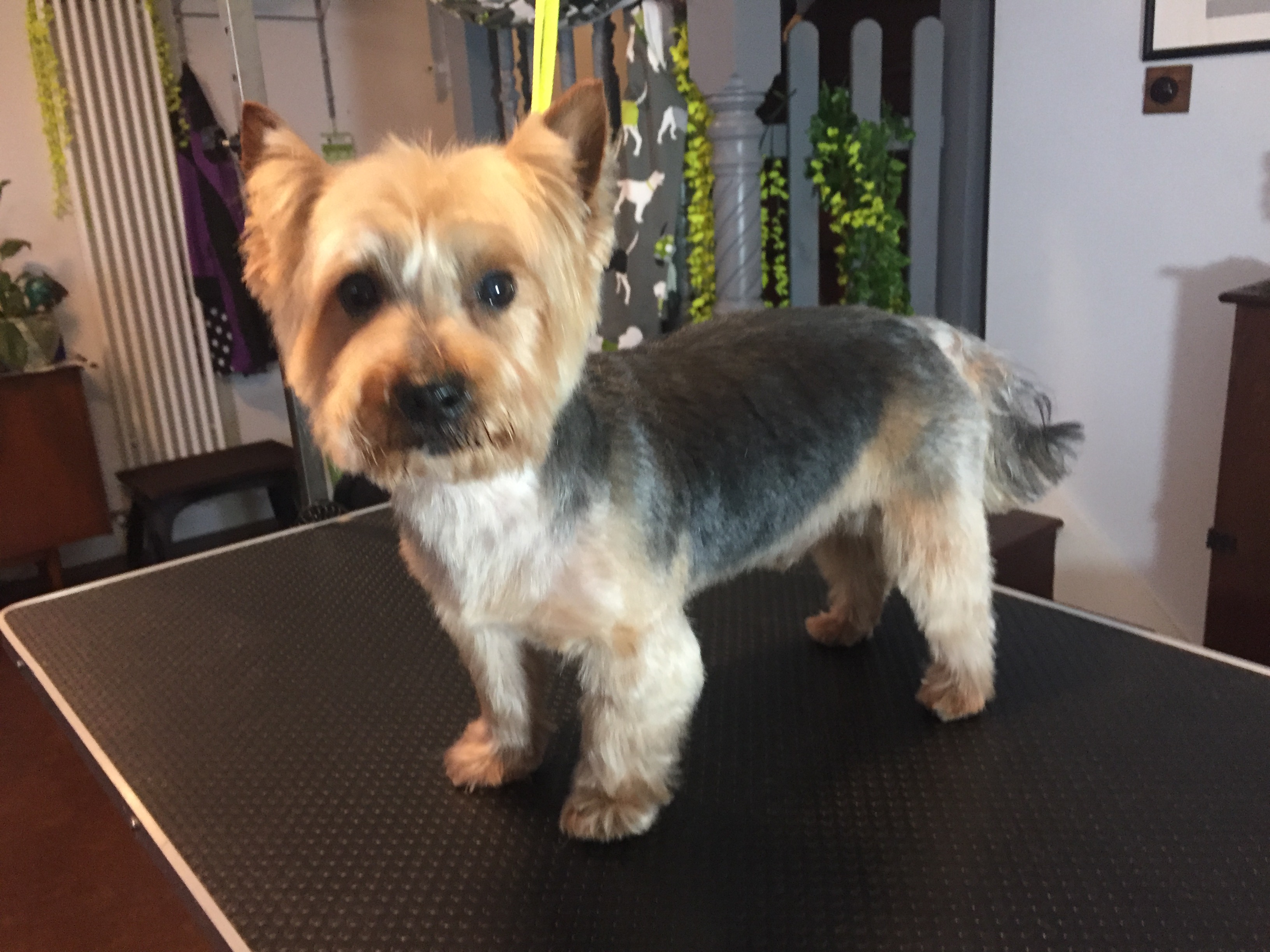Dog Groomers Near Me