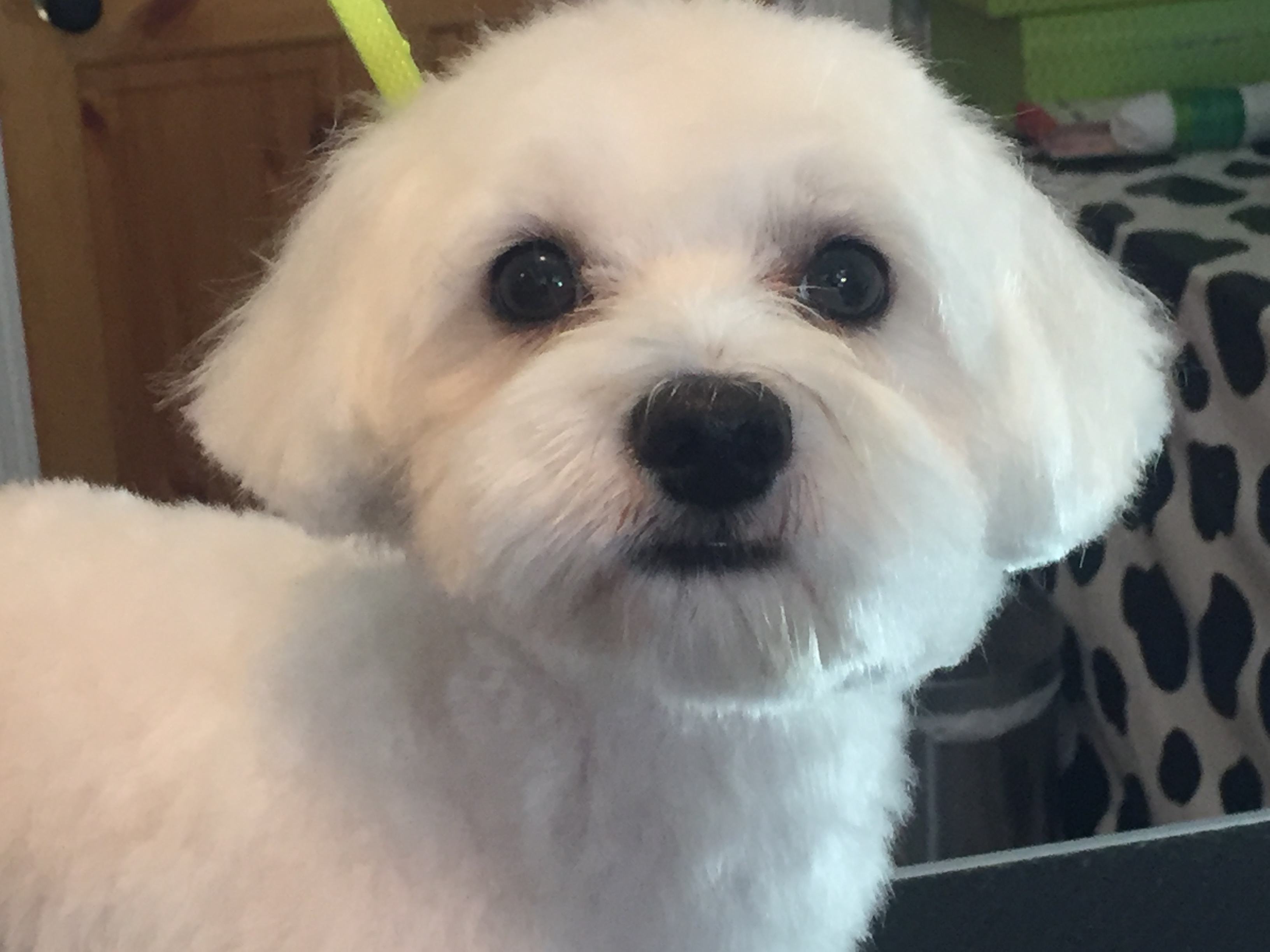 Dog Groomers Near Me