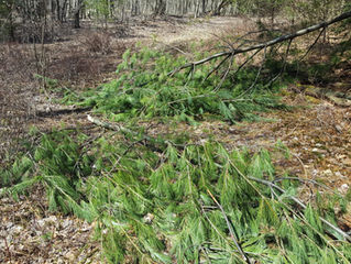 Late Season Mother Nature