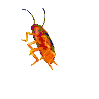 cockroach.gif