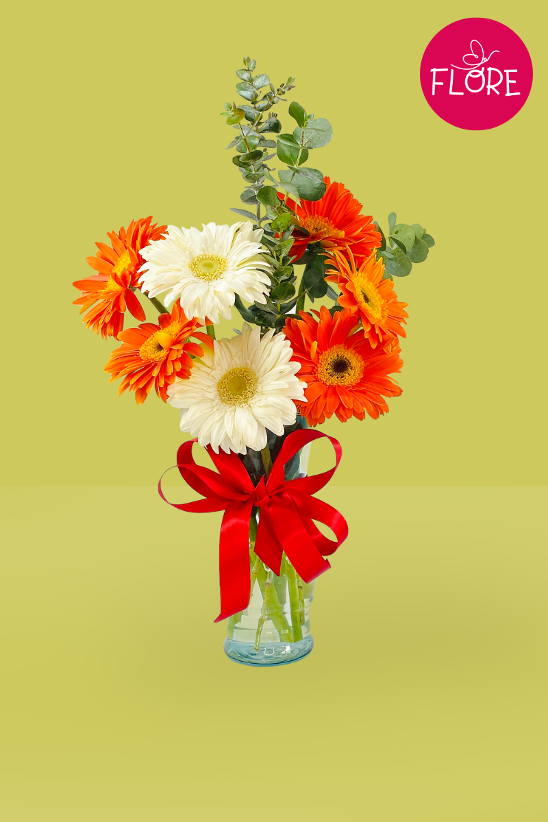Gerberas alice