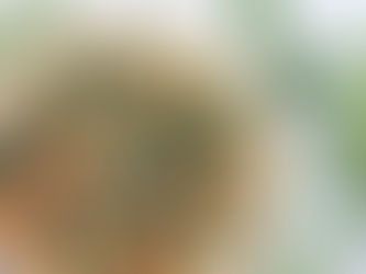 Torta de Brócolis e Queijo Cheddar