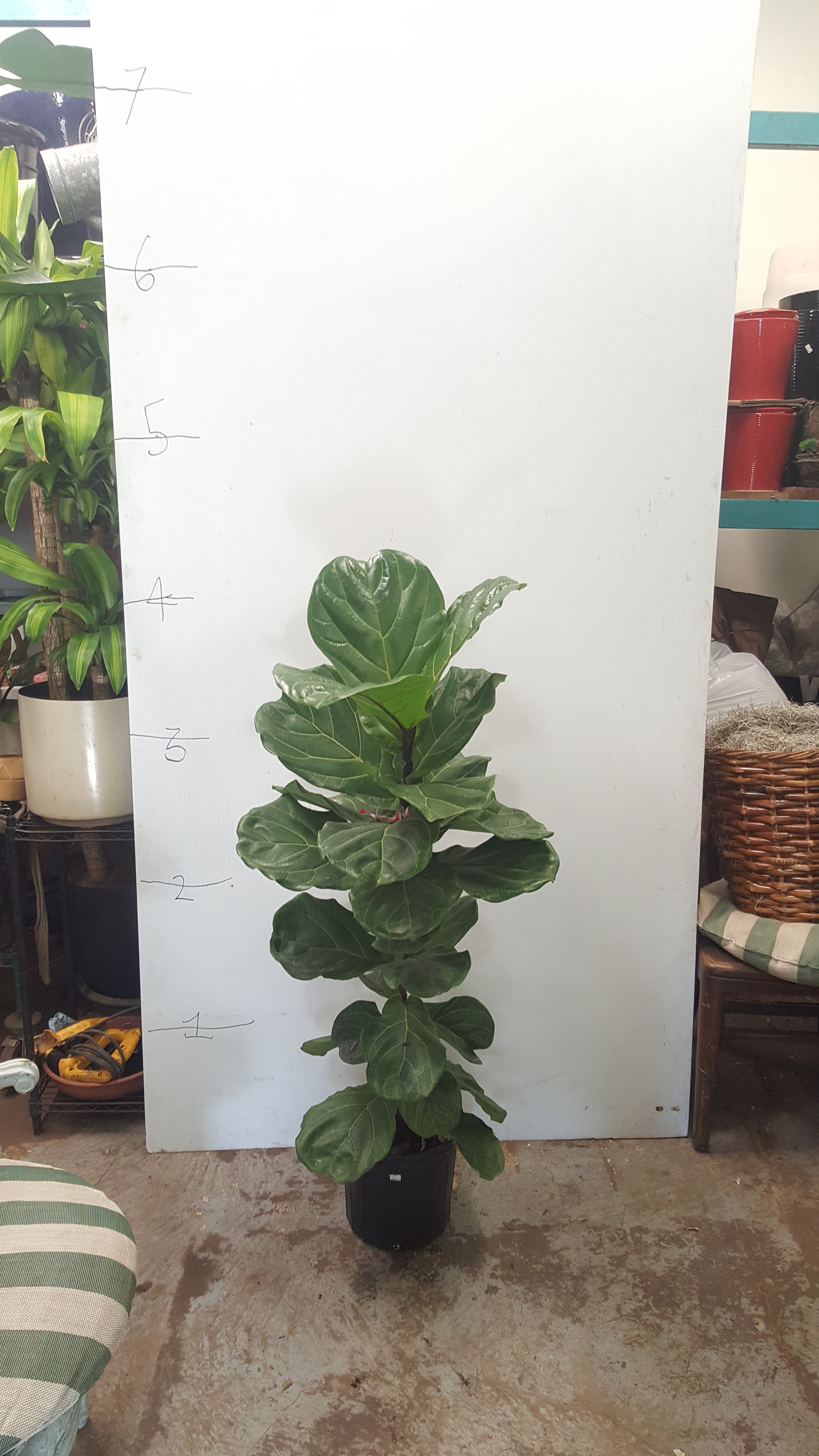 5ft Ficus Lyrata