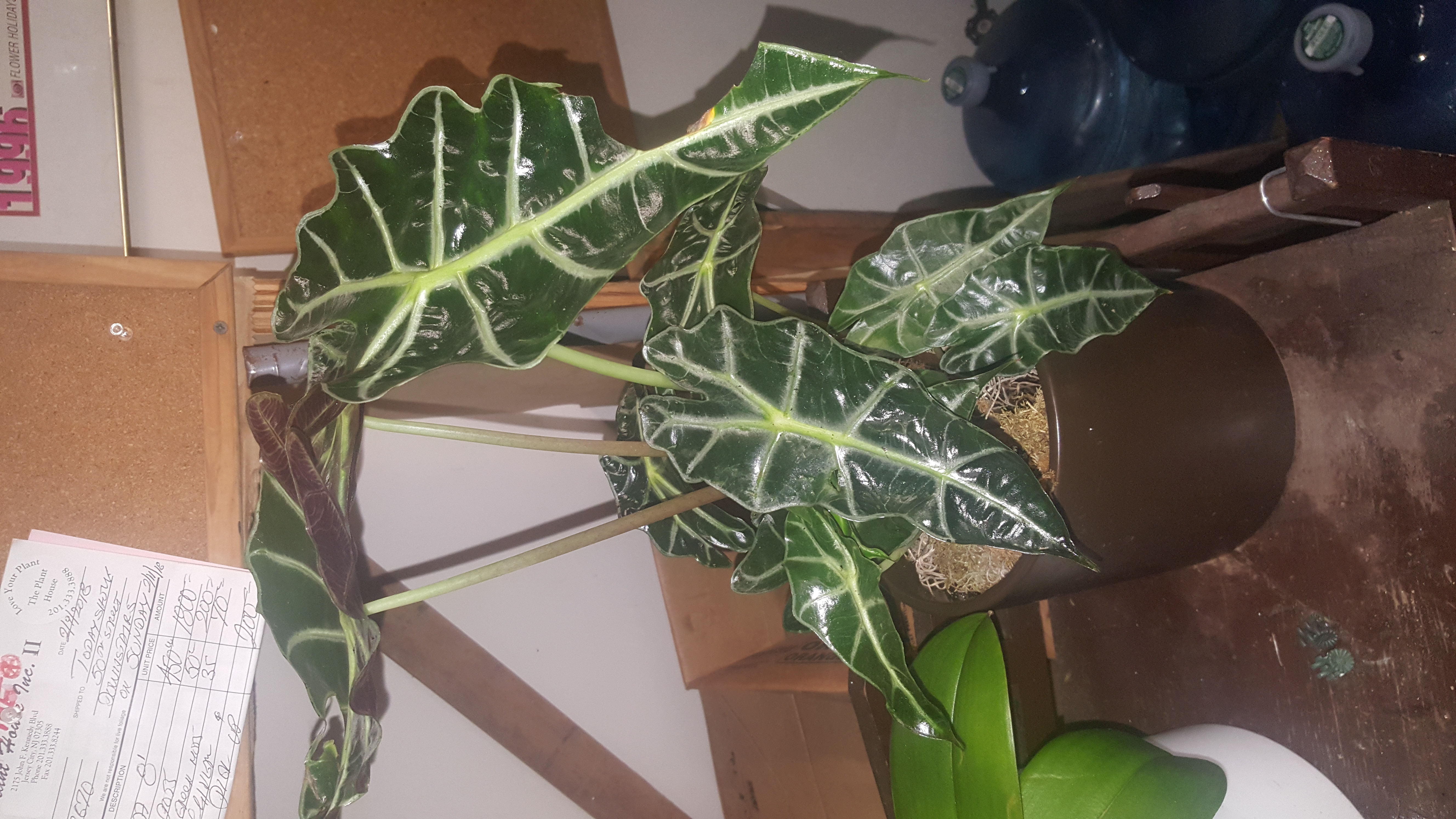 Aglonema