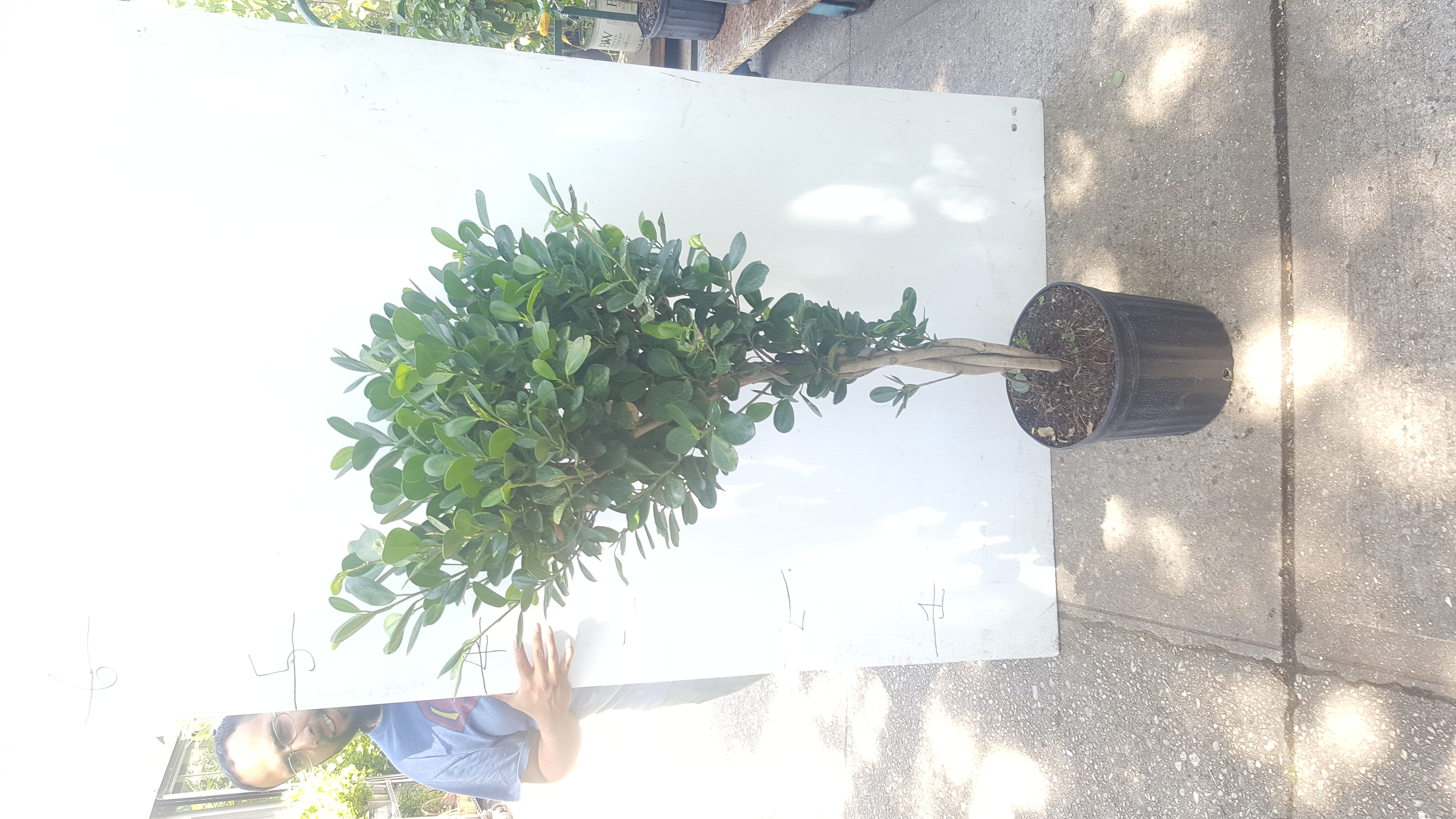 ficus green island