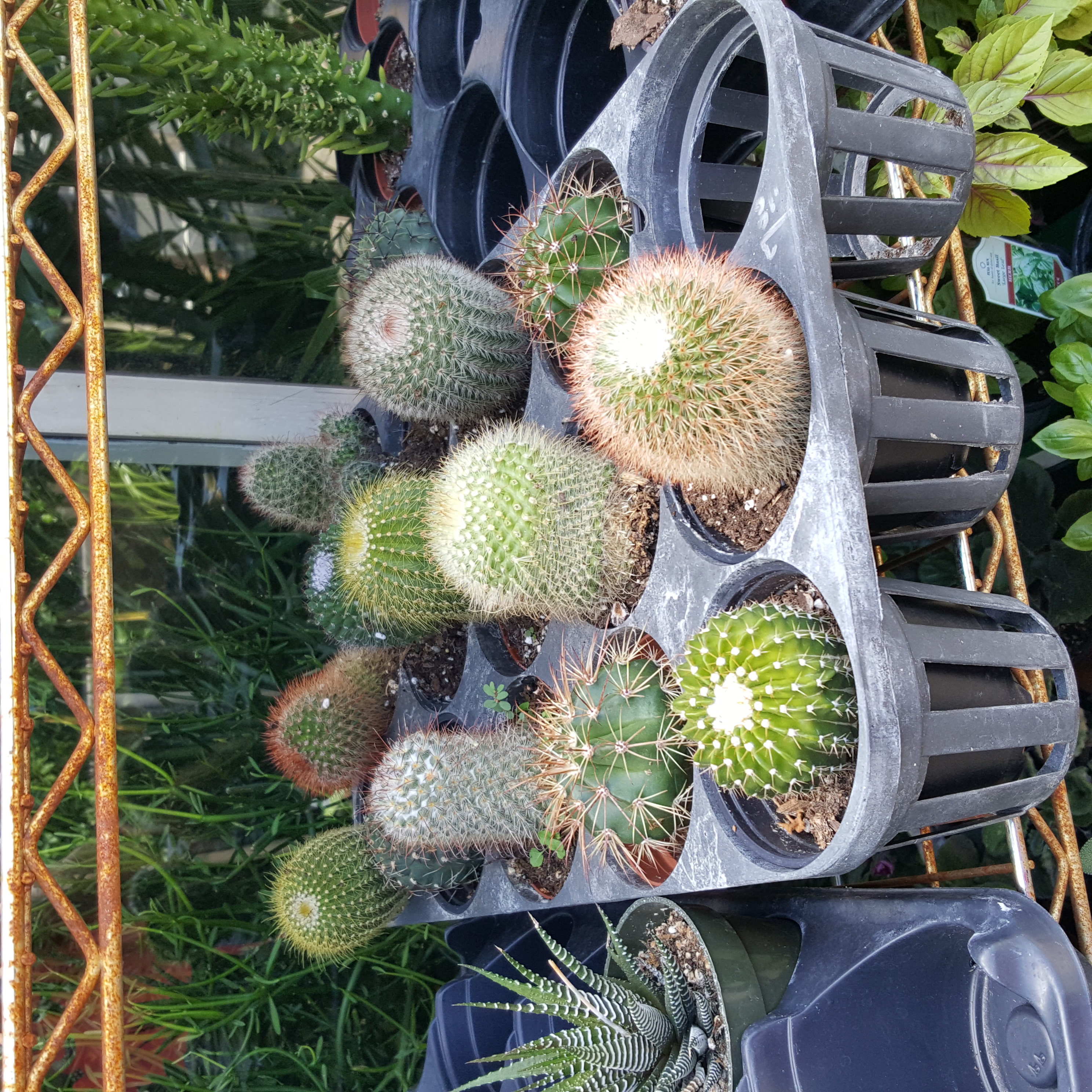 Small Cactus