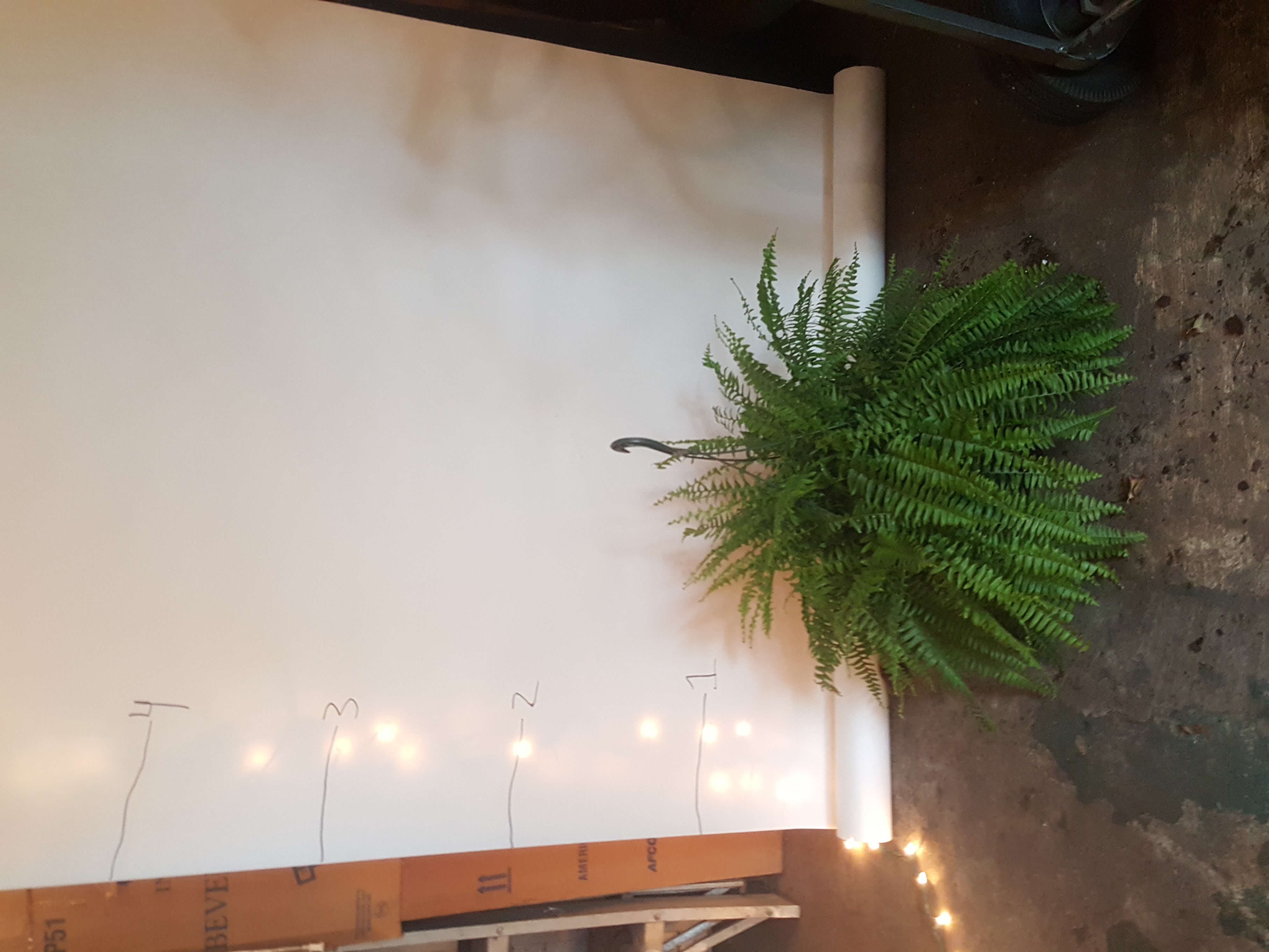boston fern