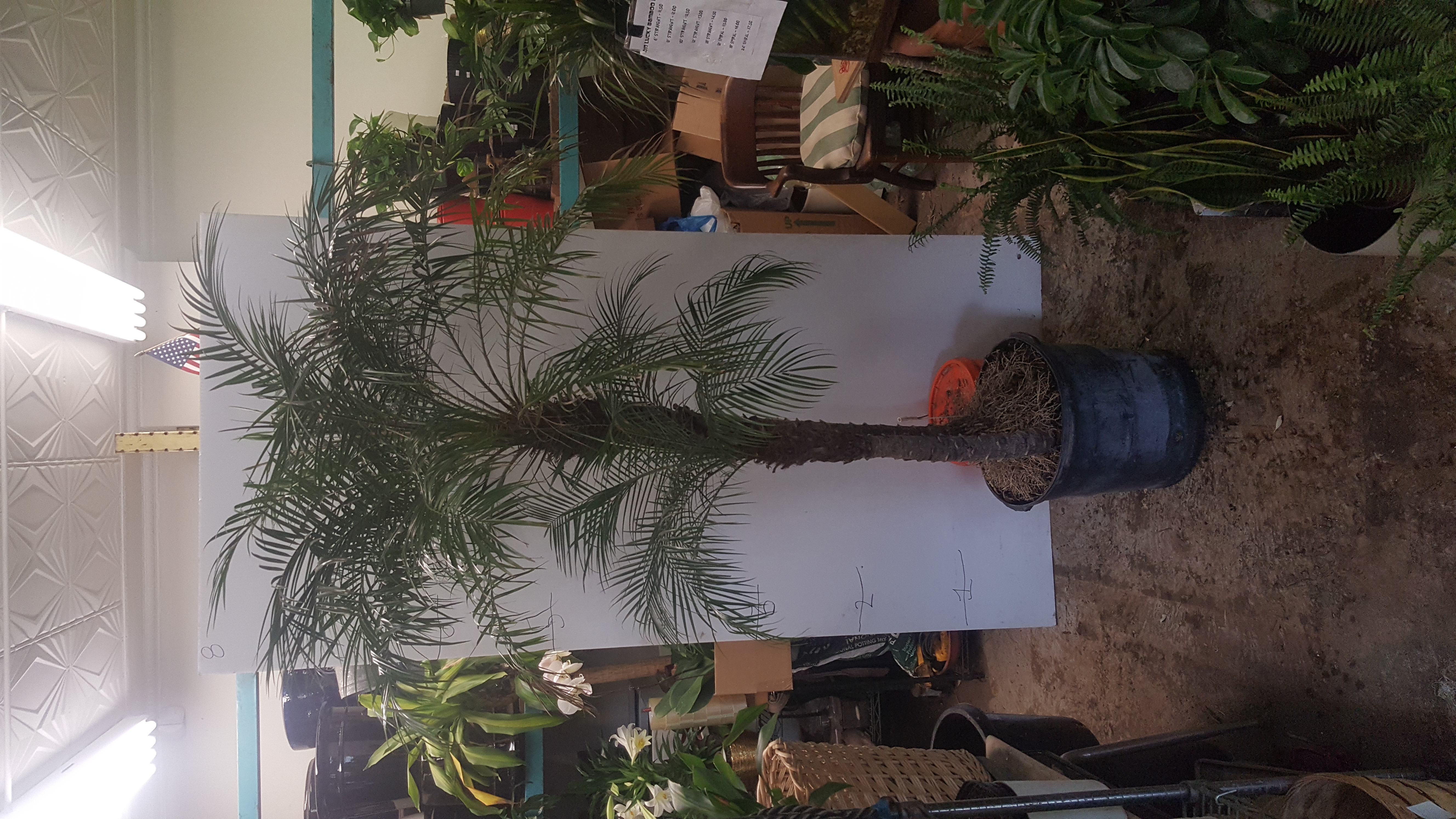 date palm