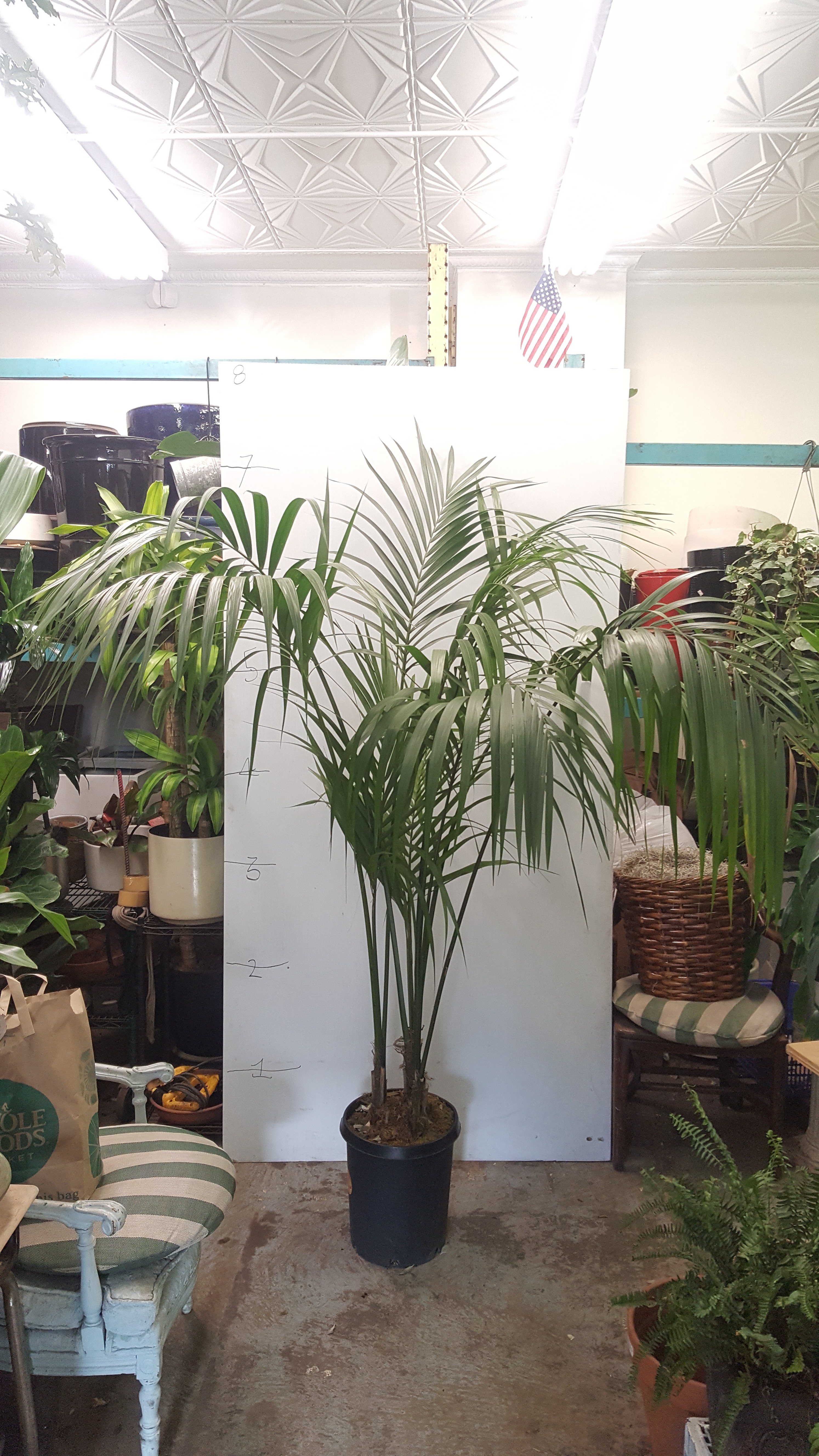 kentia palm