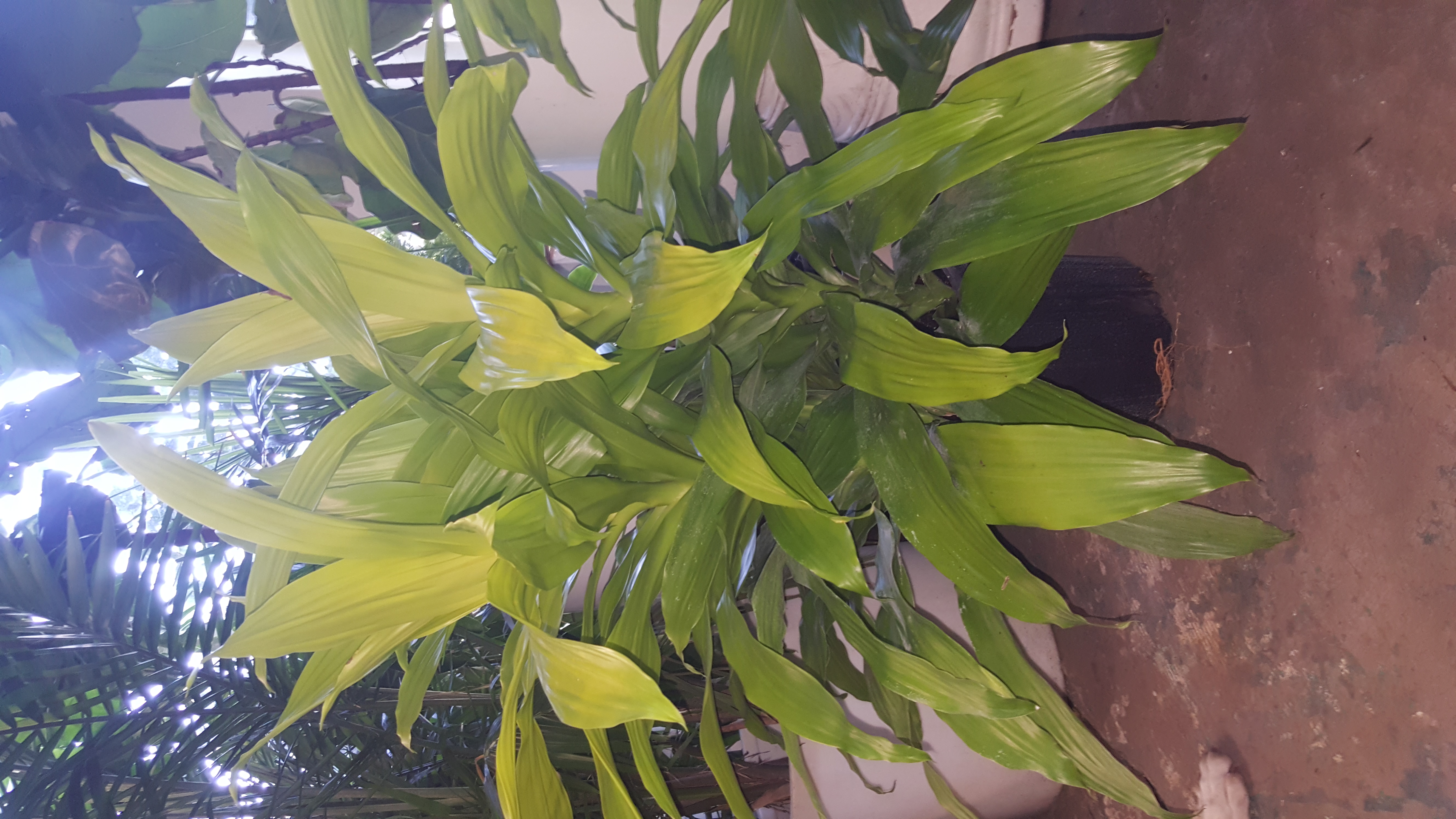 light green dracena