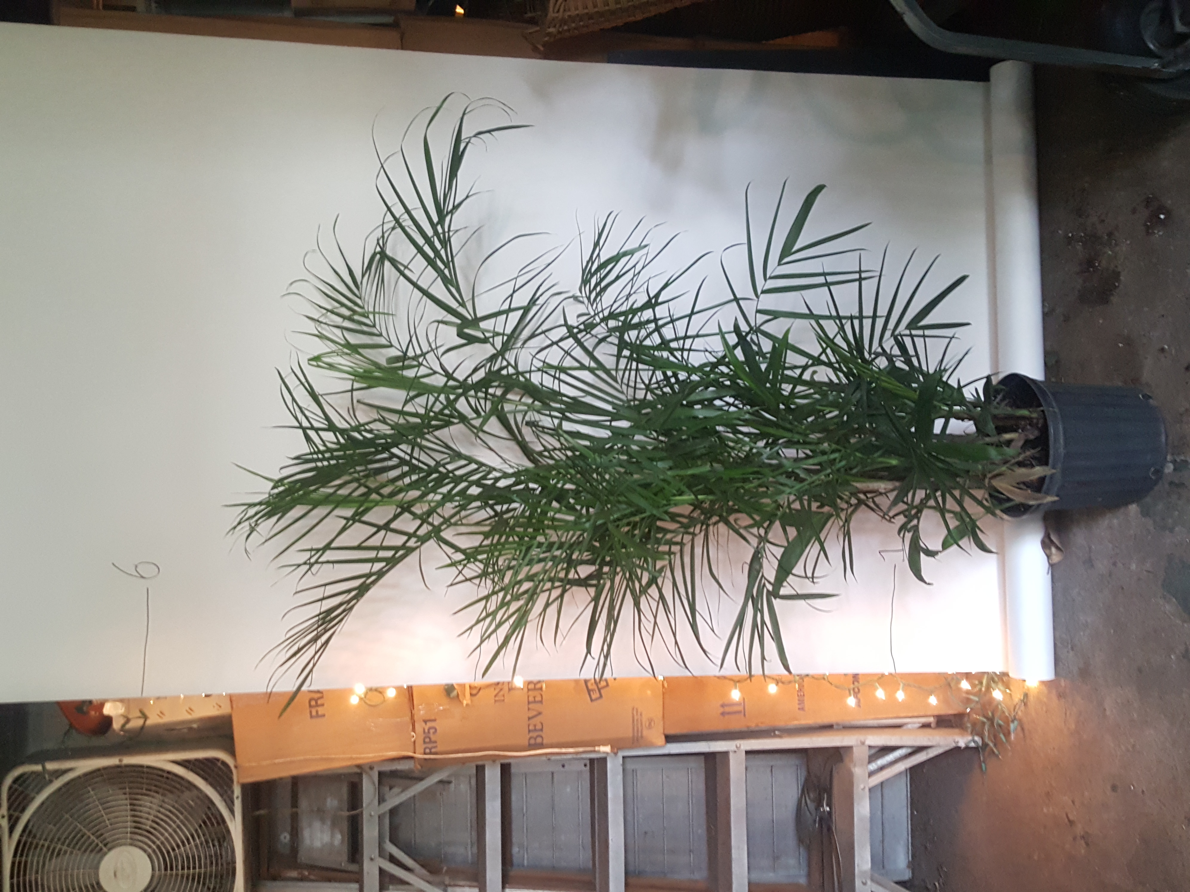 bamboo palm