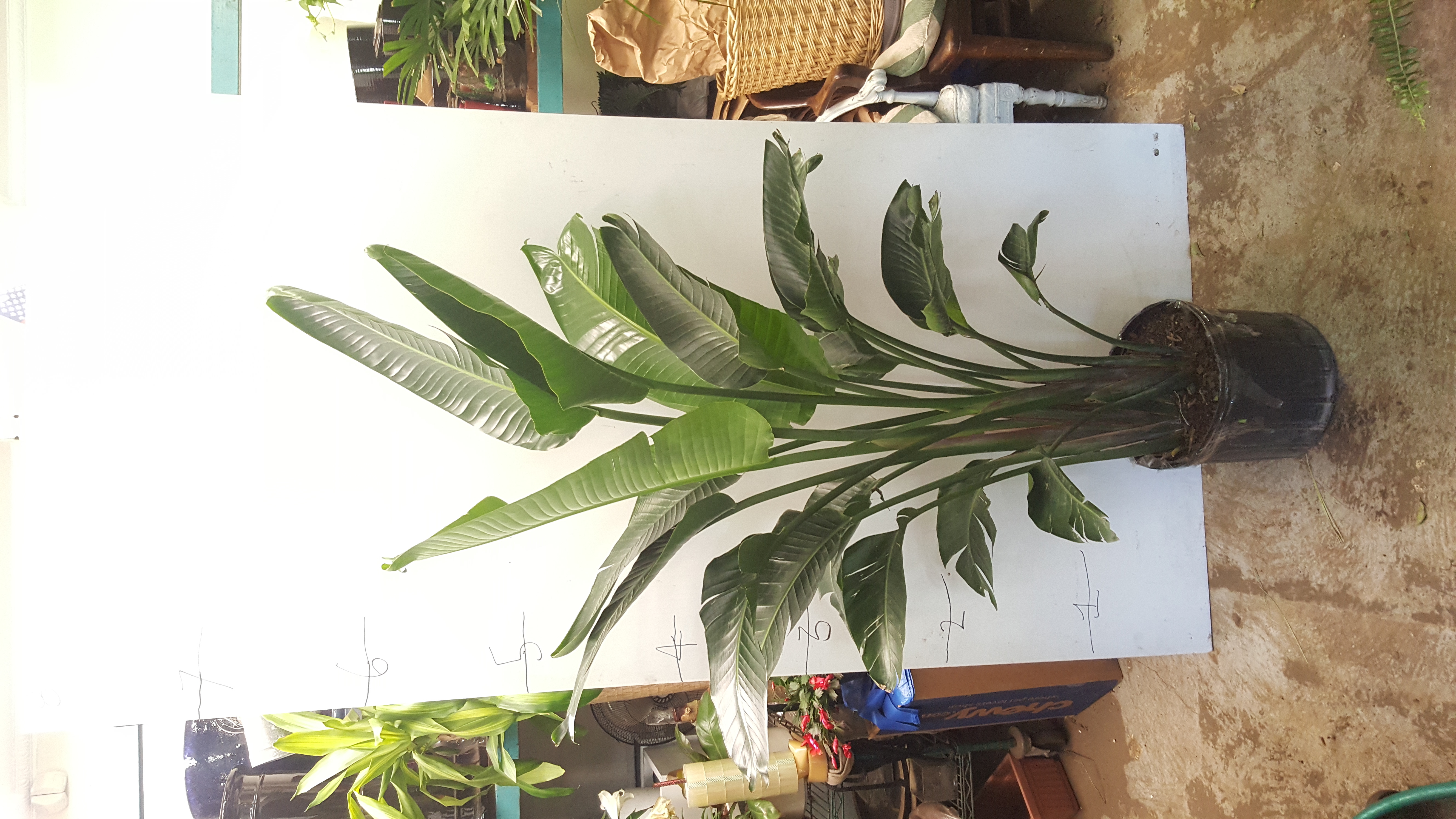 banana palm