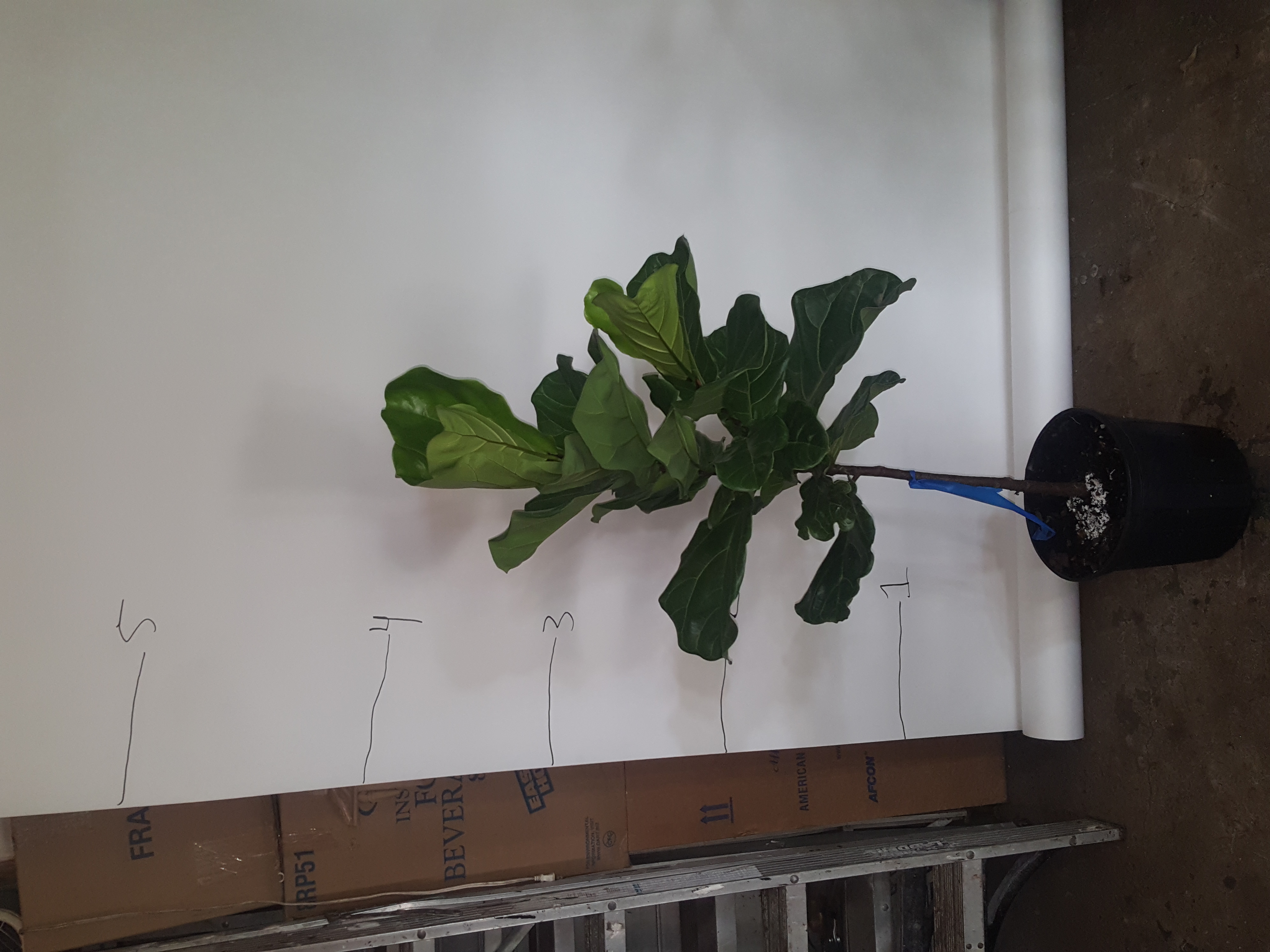fig tree