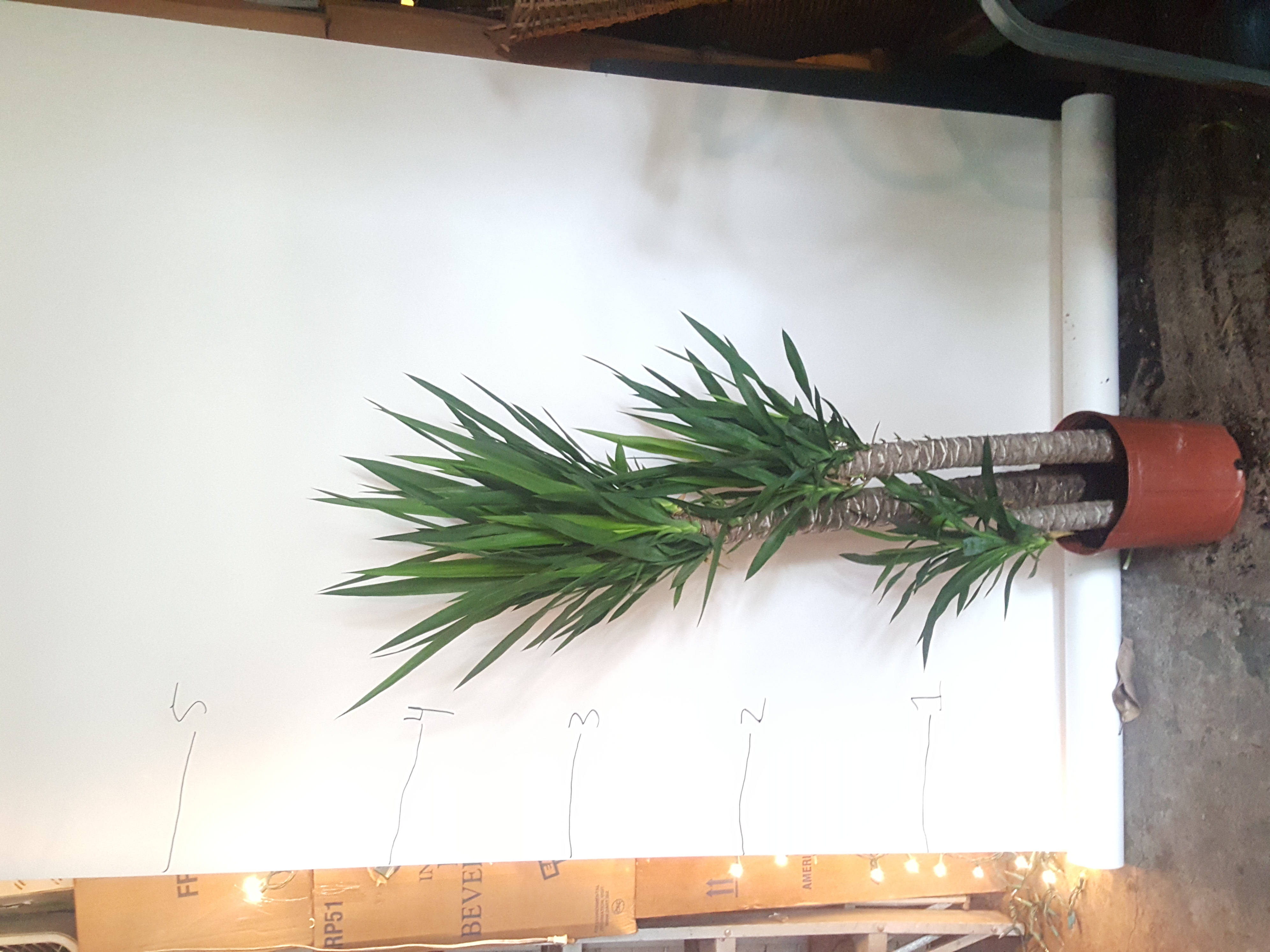 yacca cane