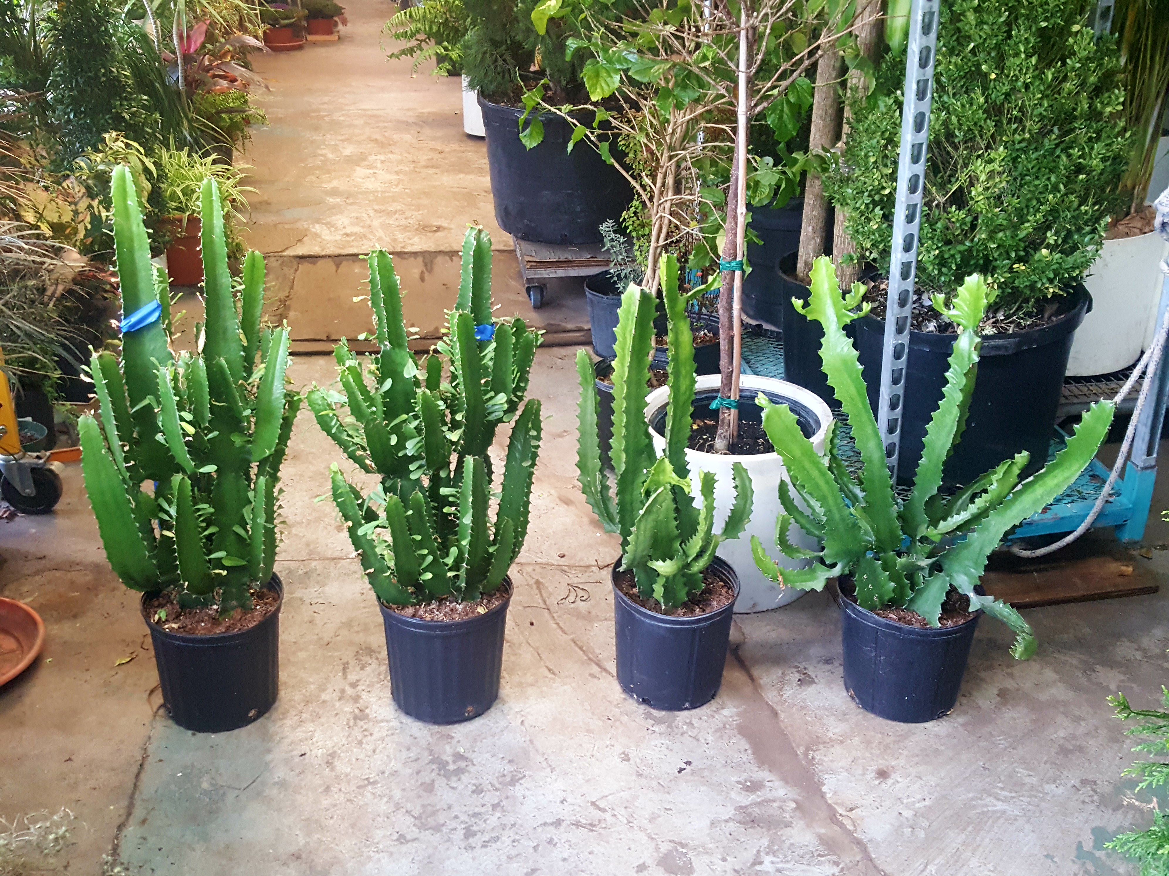 cactus