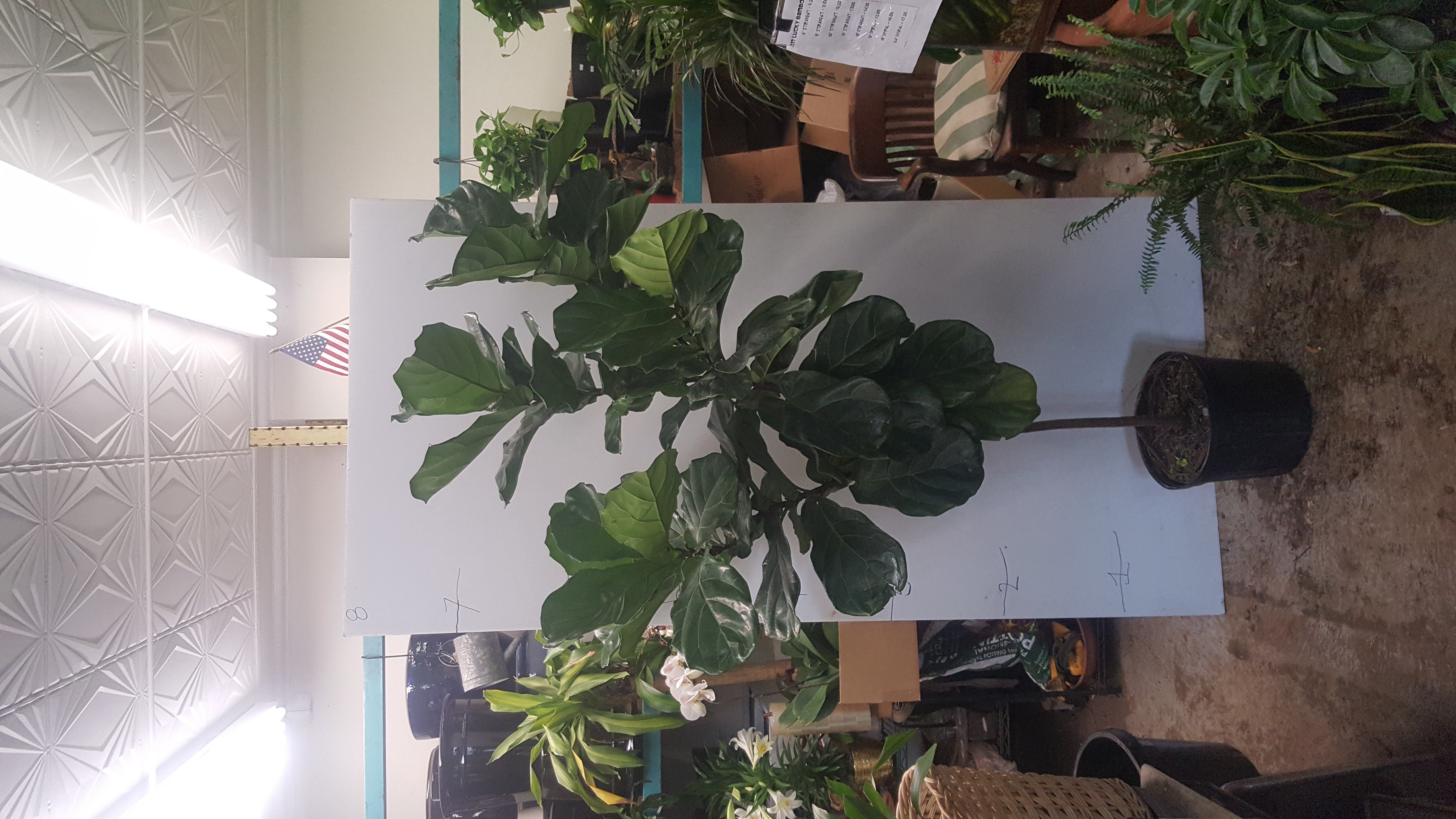 fig tree