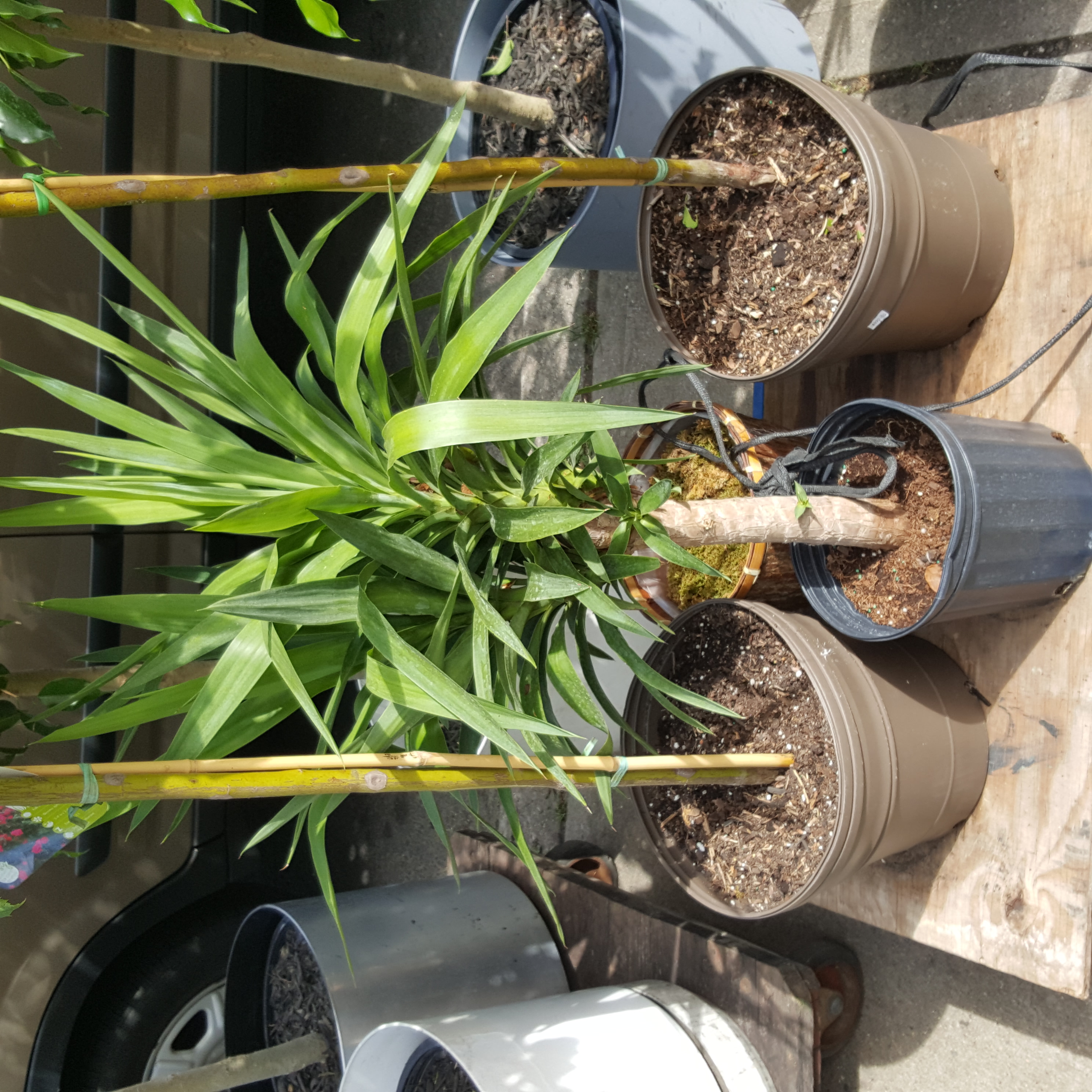 Yucca