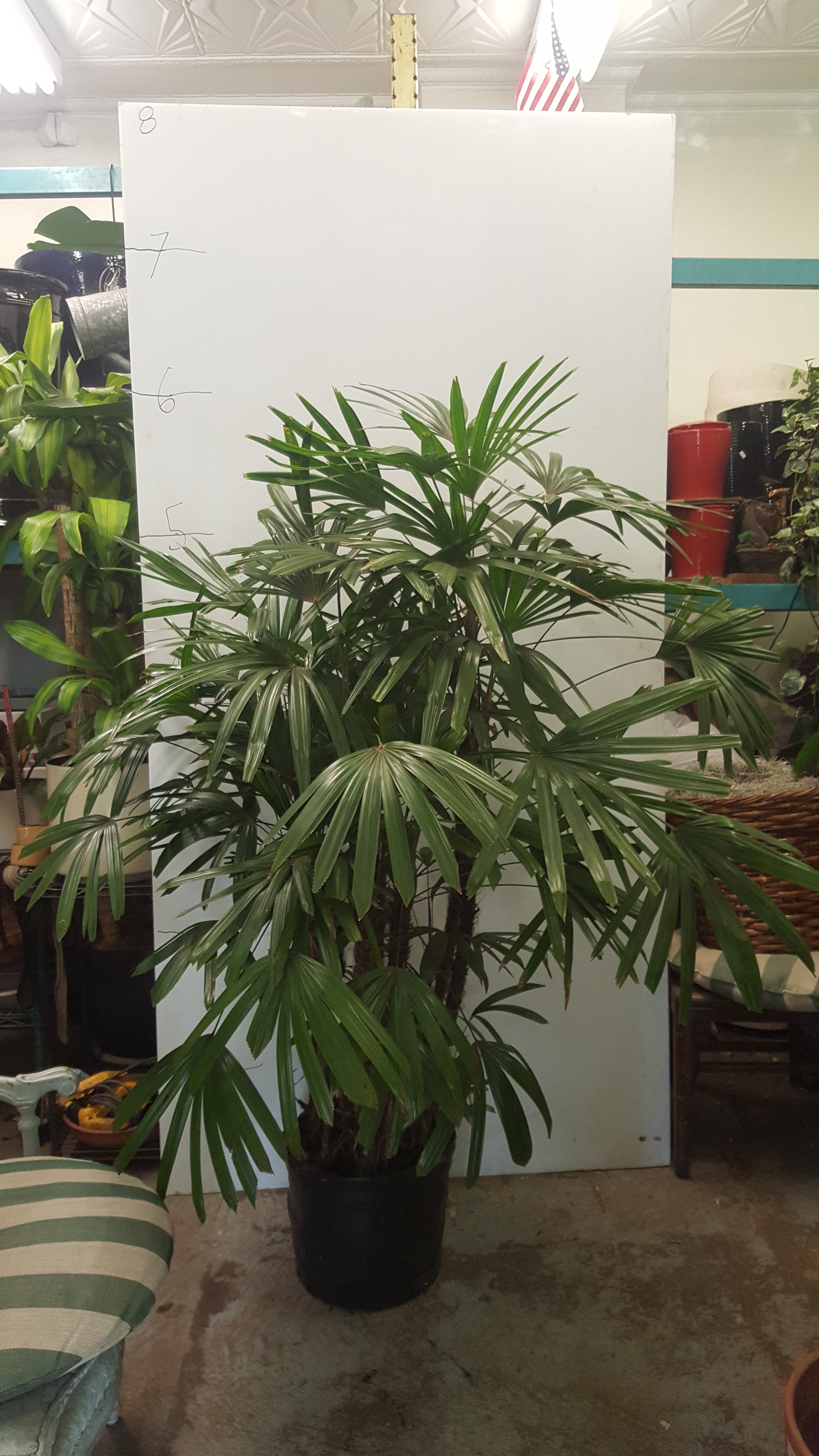 6ft Raphis Palm 001