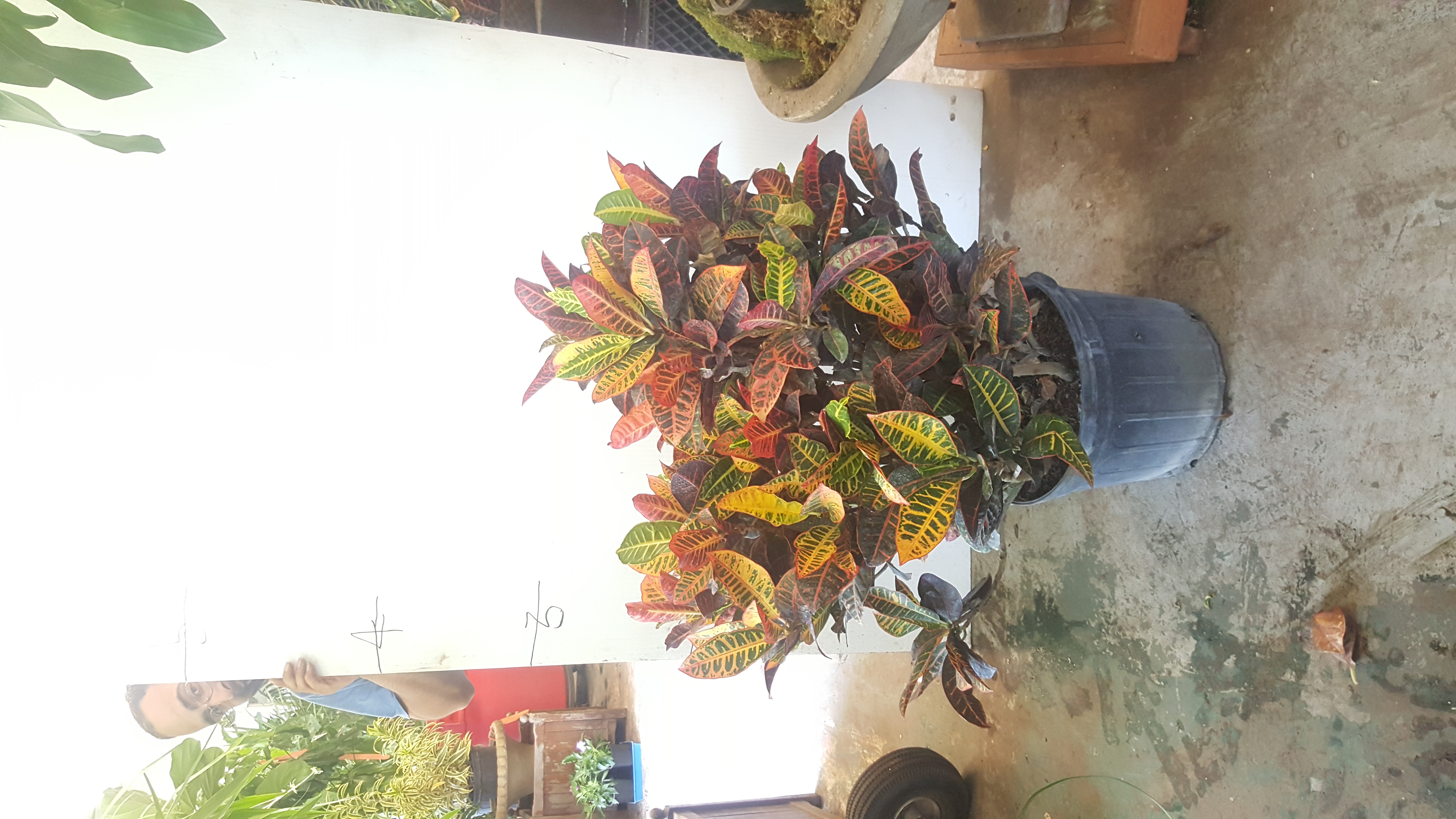 croton bush