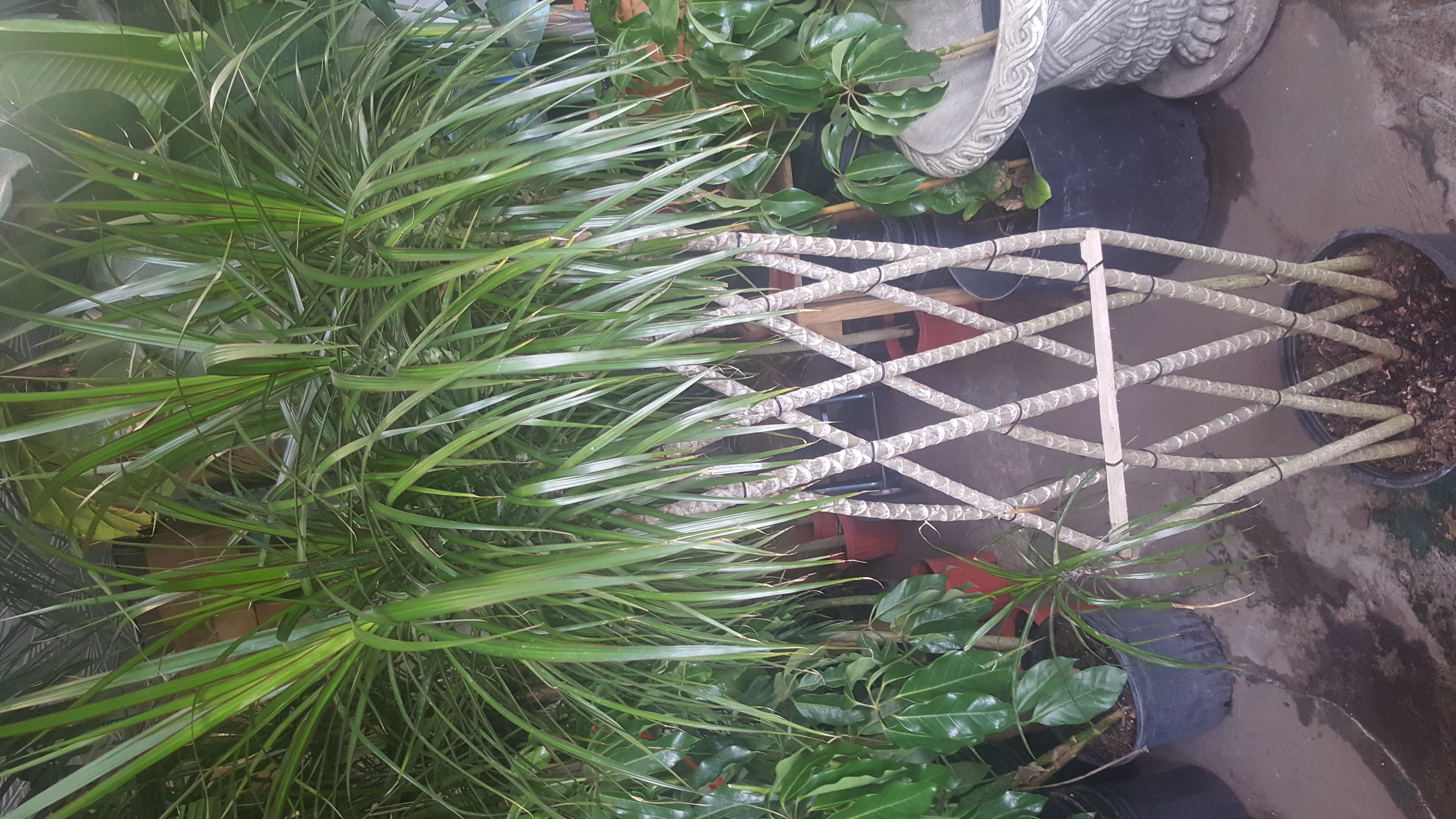 marginatta fence