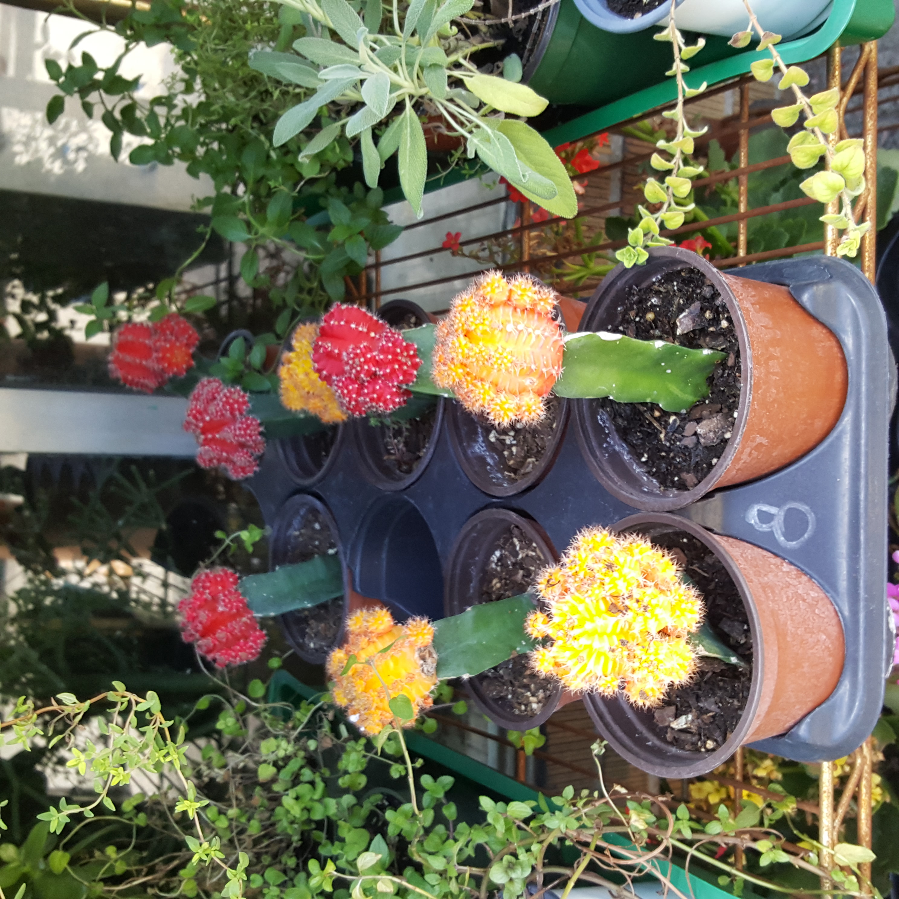 brain cactus 4in