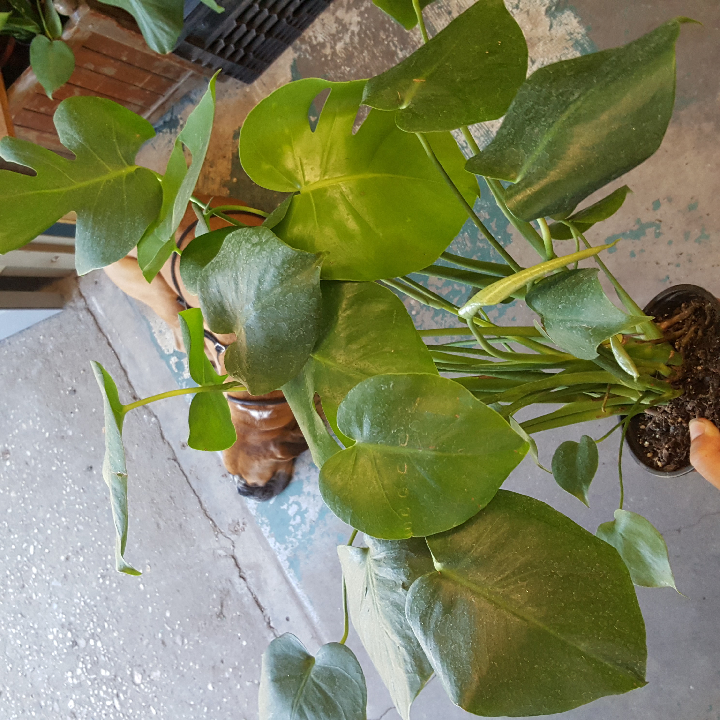 Monstera