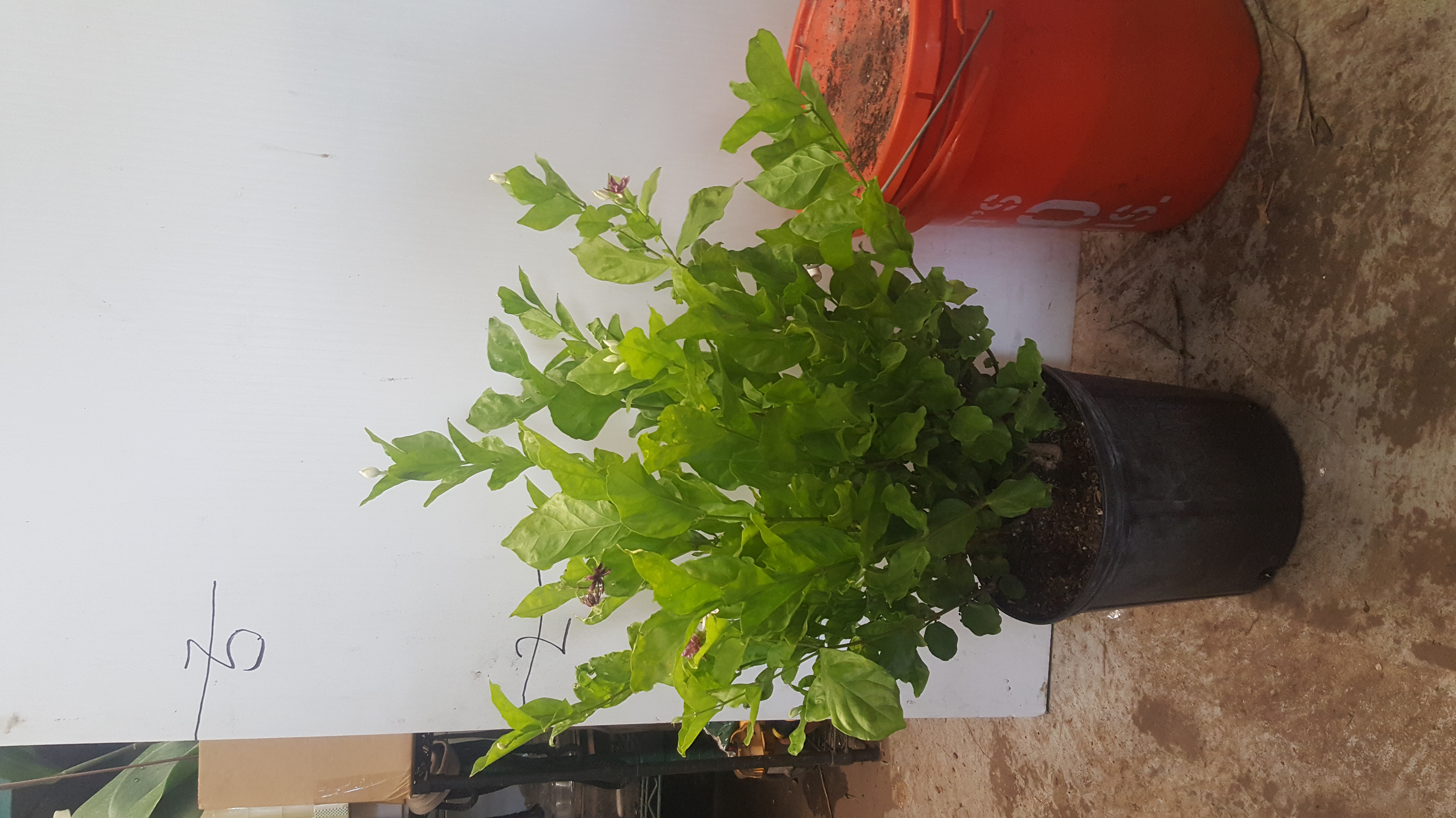 jasmine