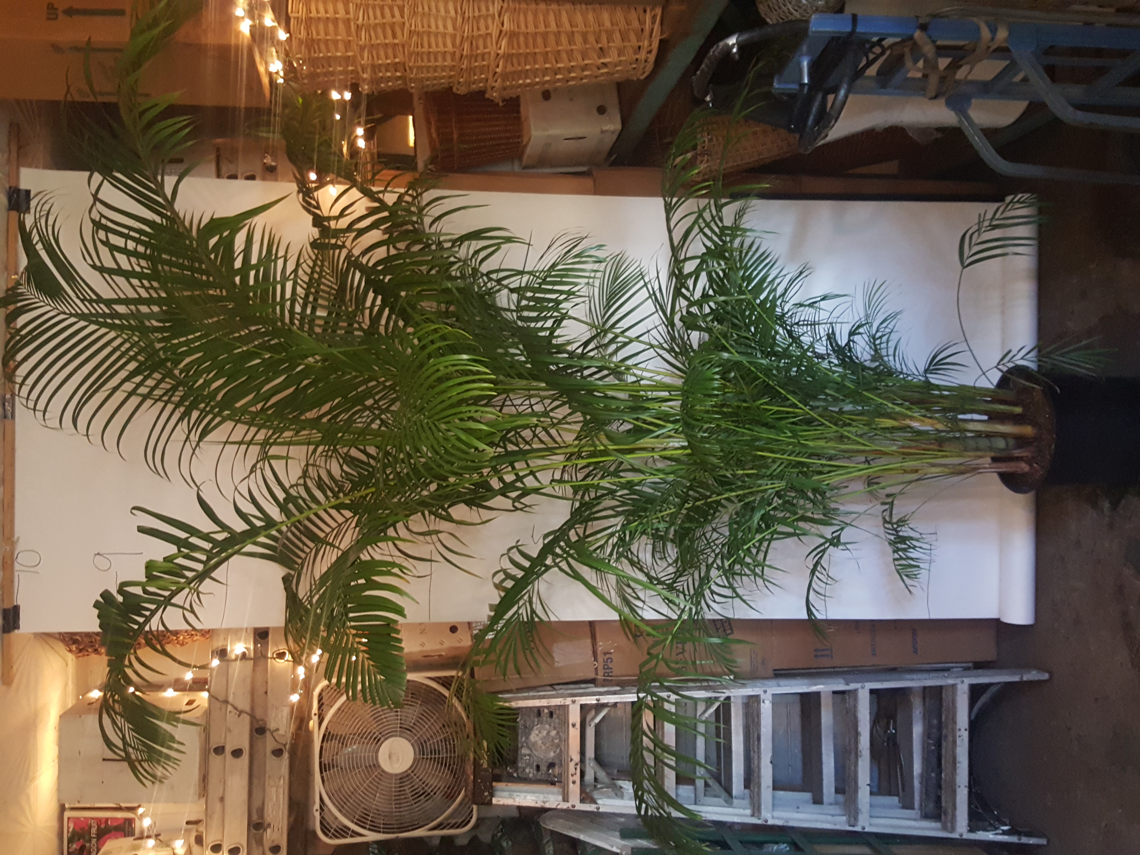 Areca palm