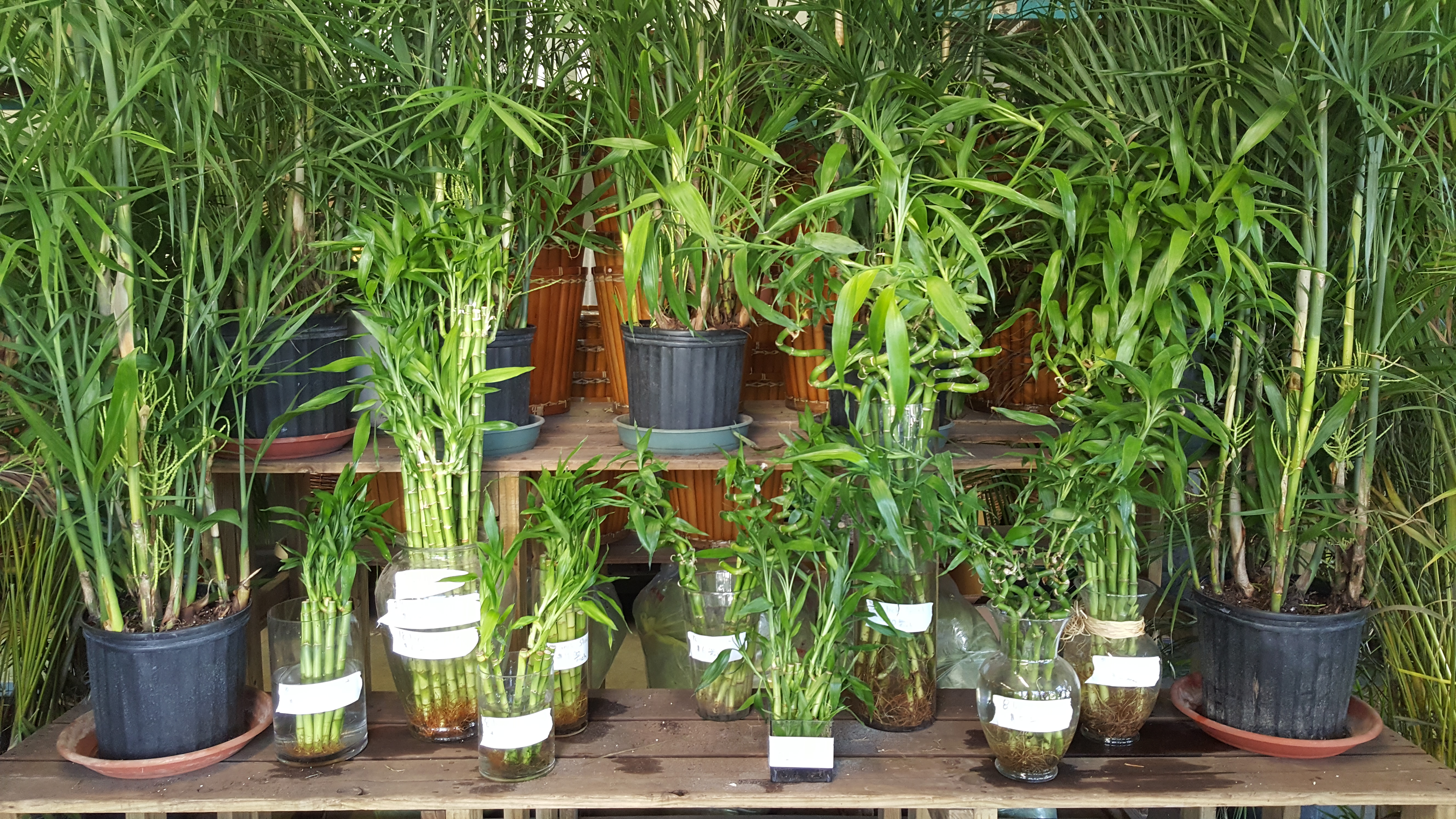 Lucky Bamboo