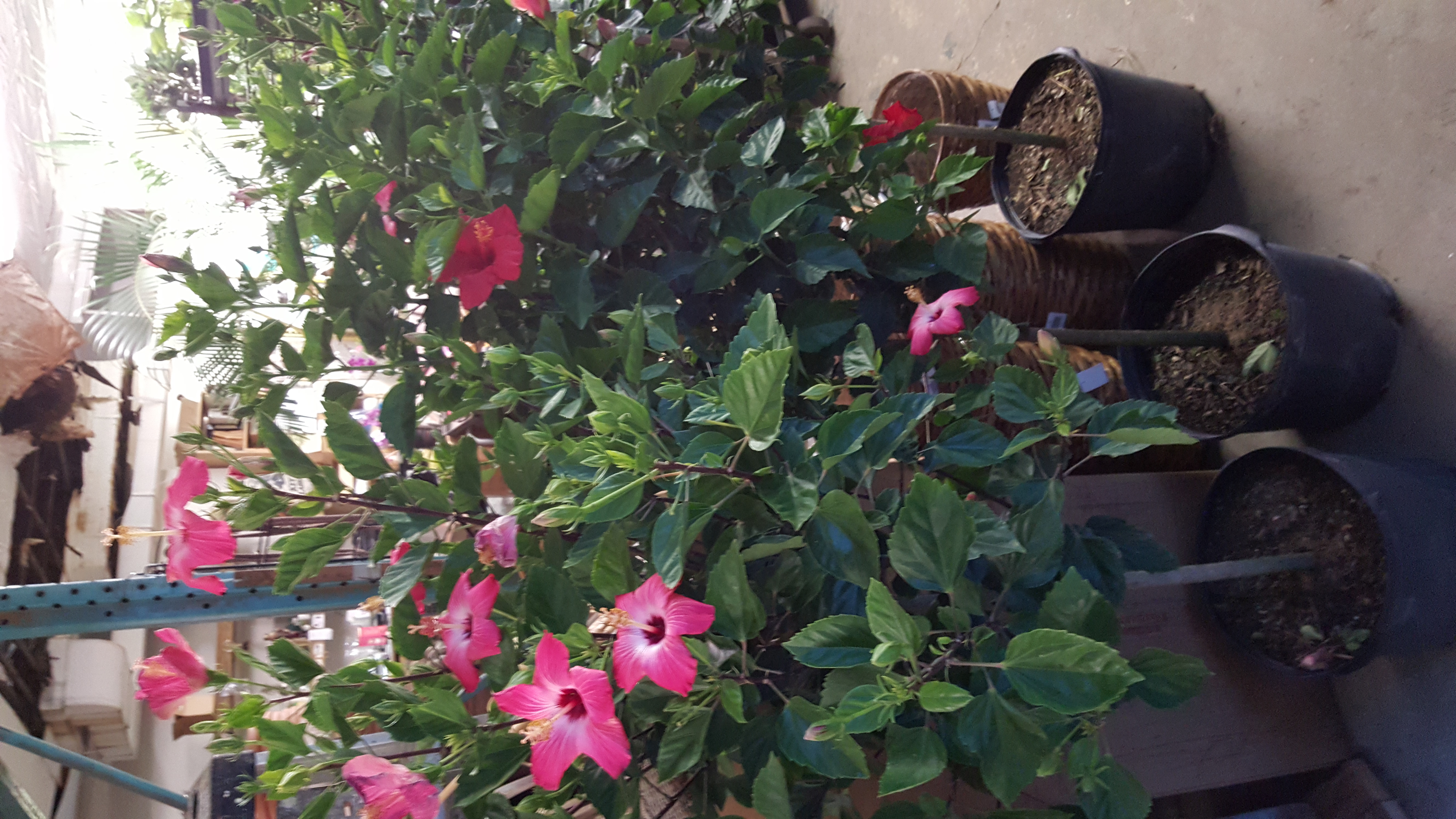 Hibiscus (pink) 5ft