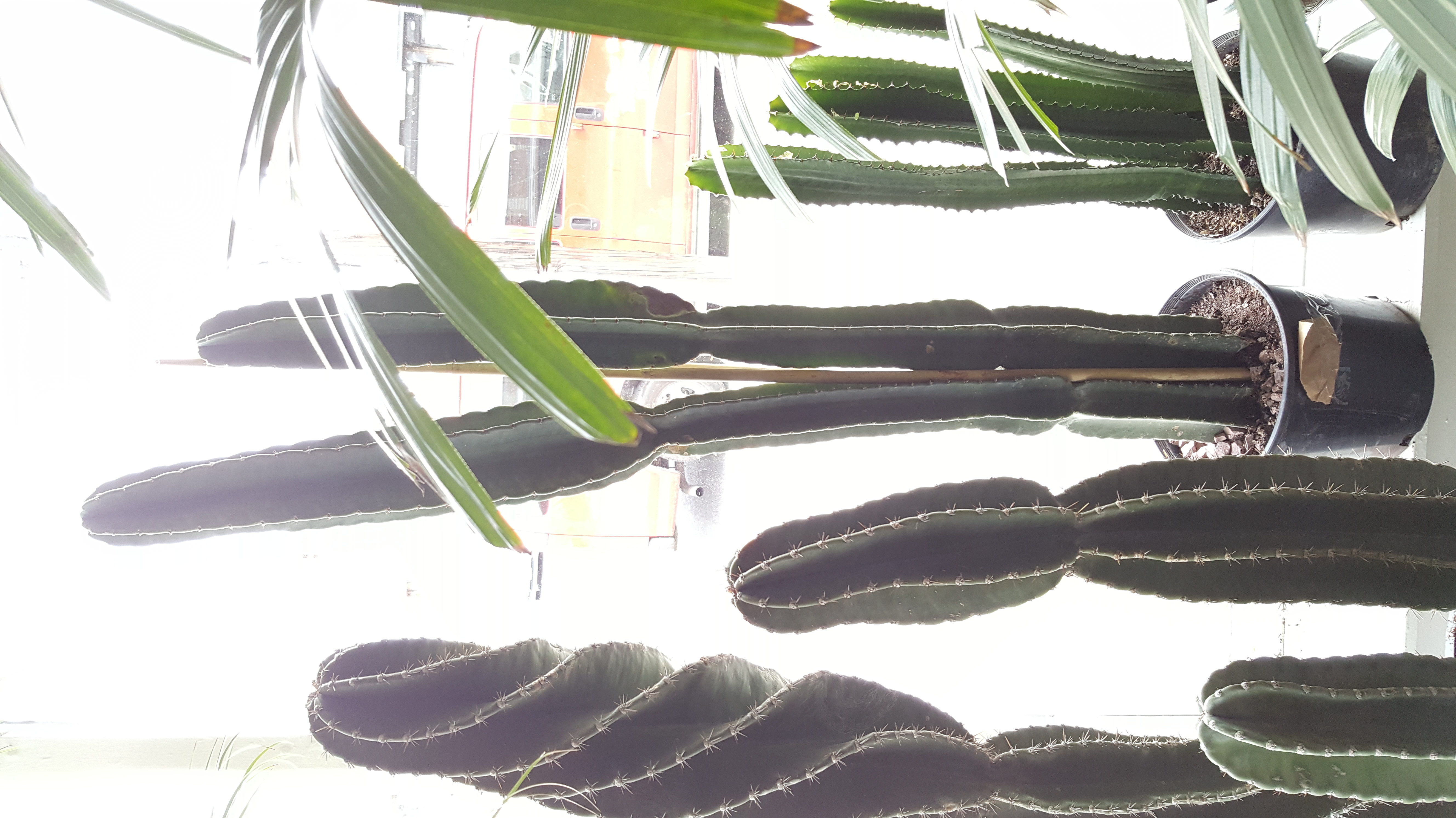 Cactus 5ft