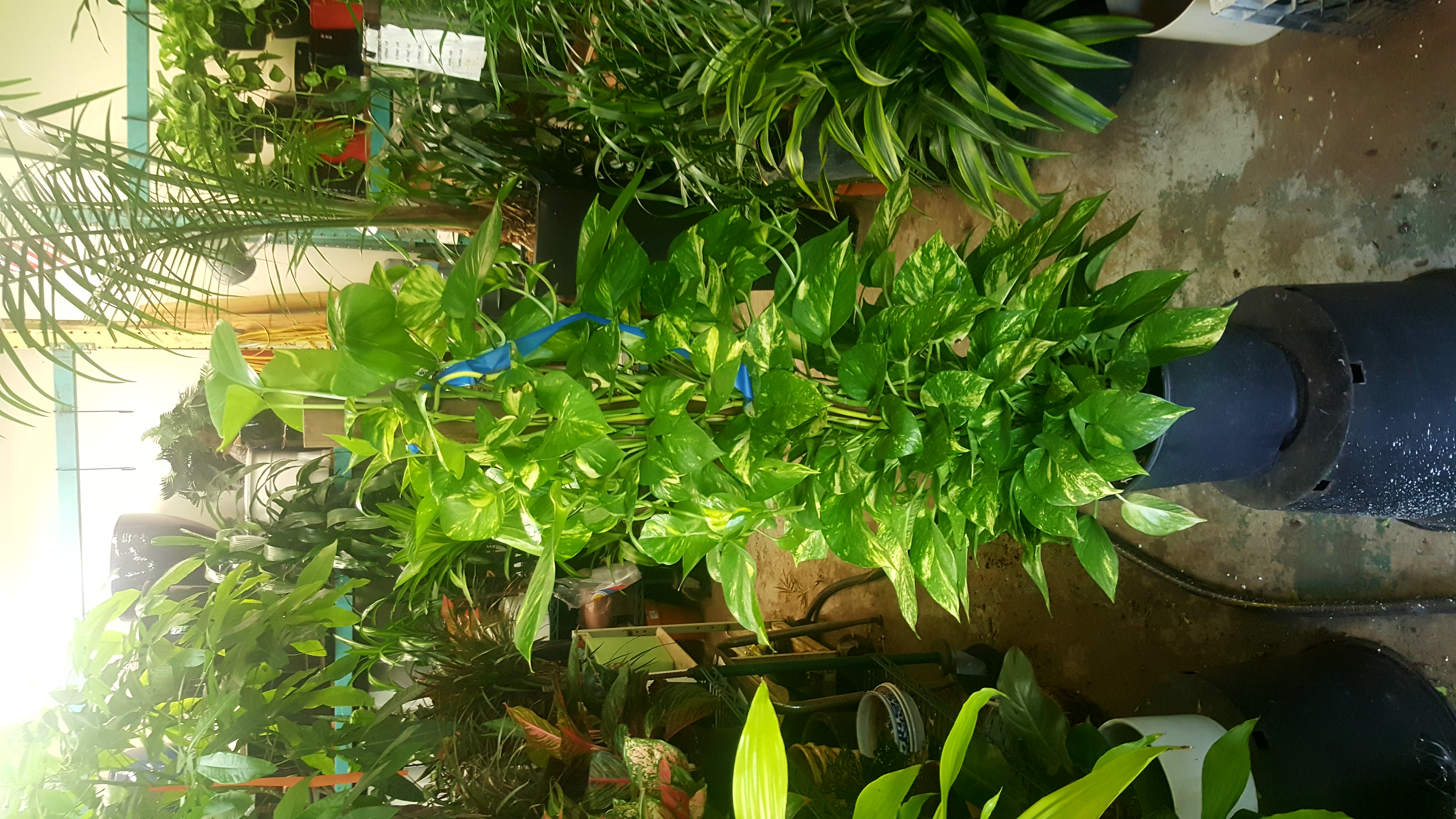 pothos on pole