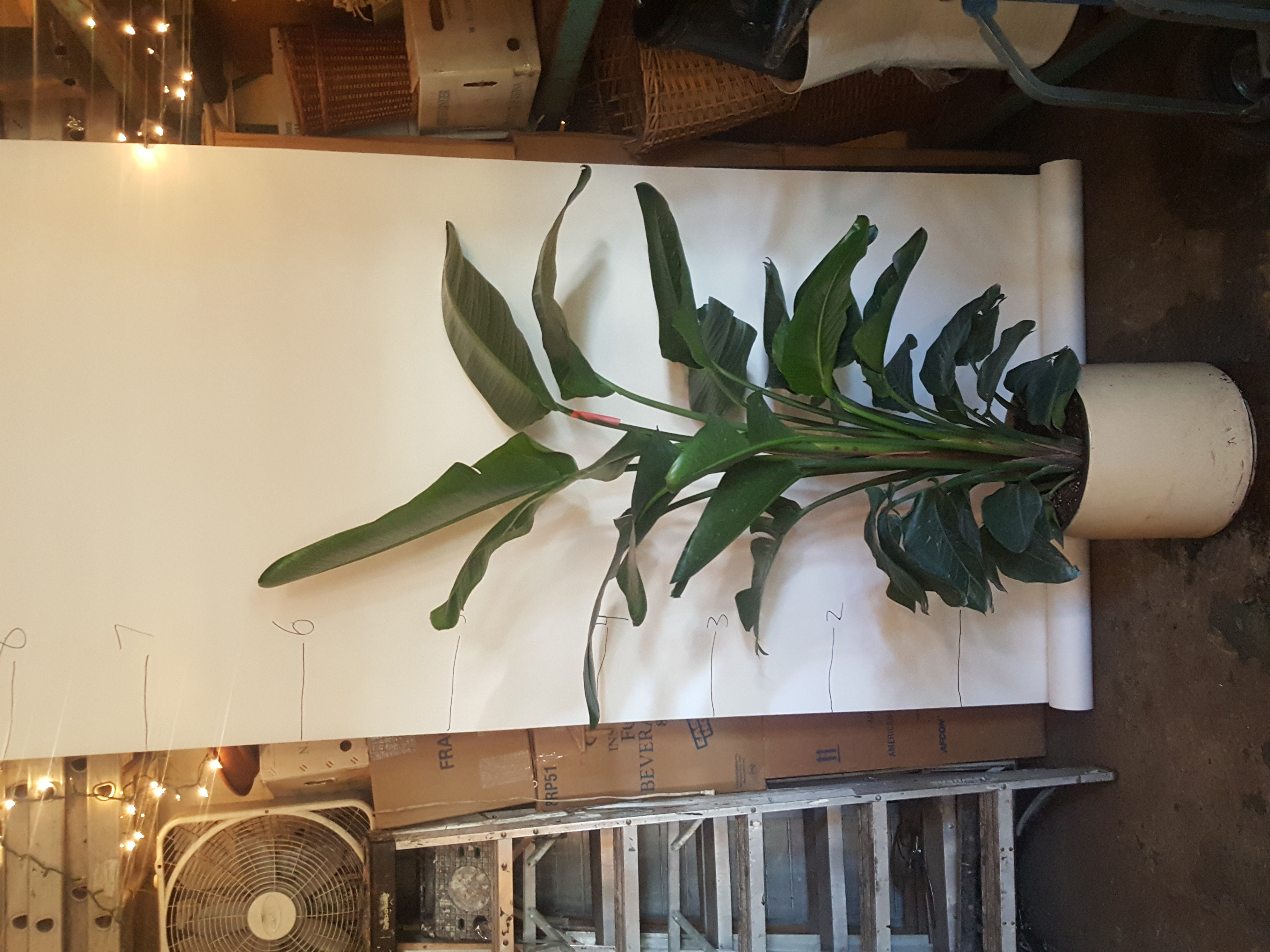 banana palm