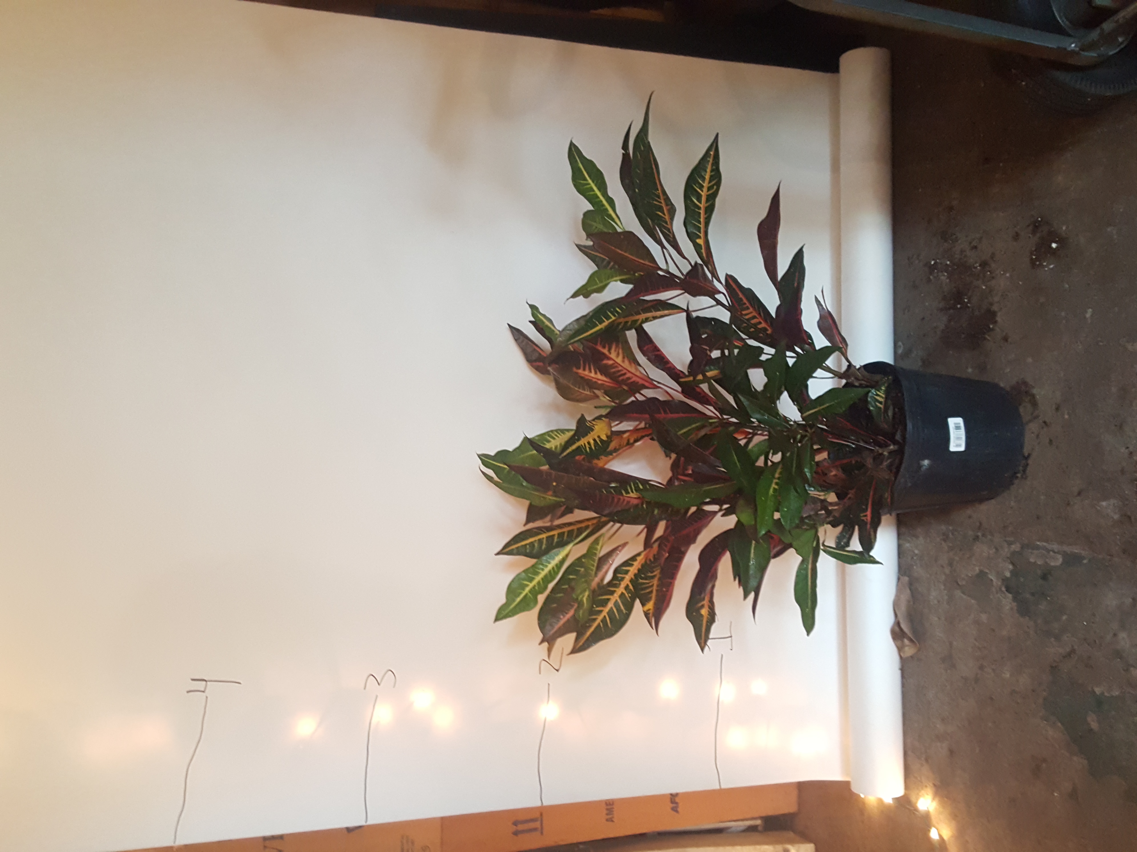 croton