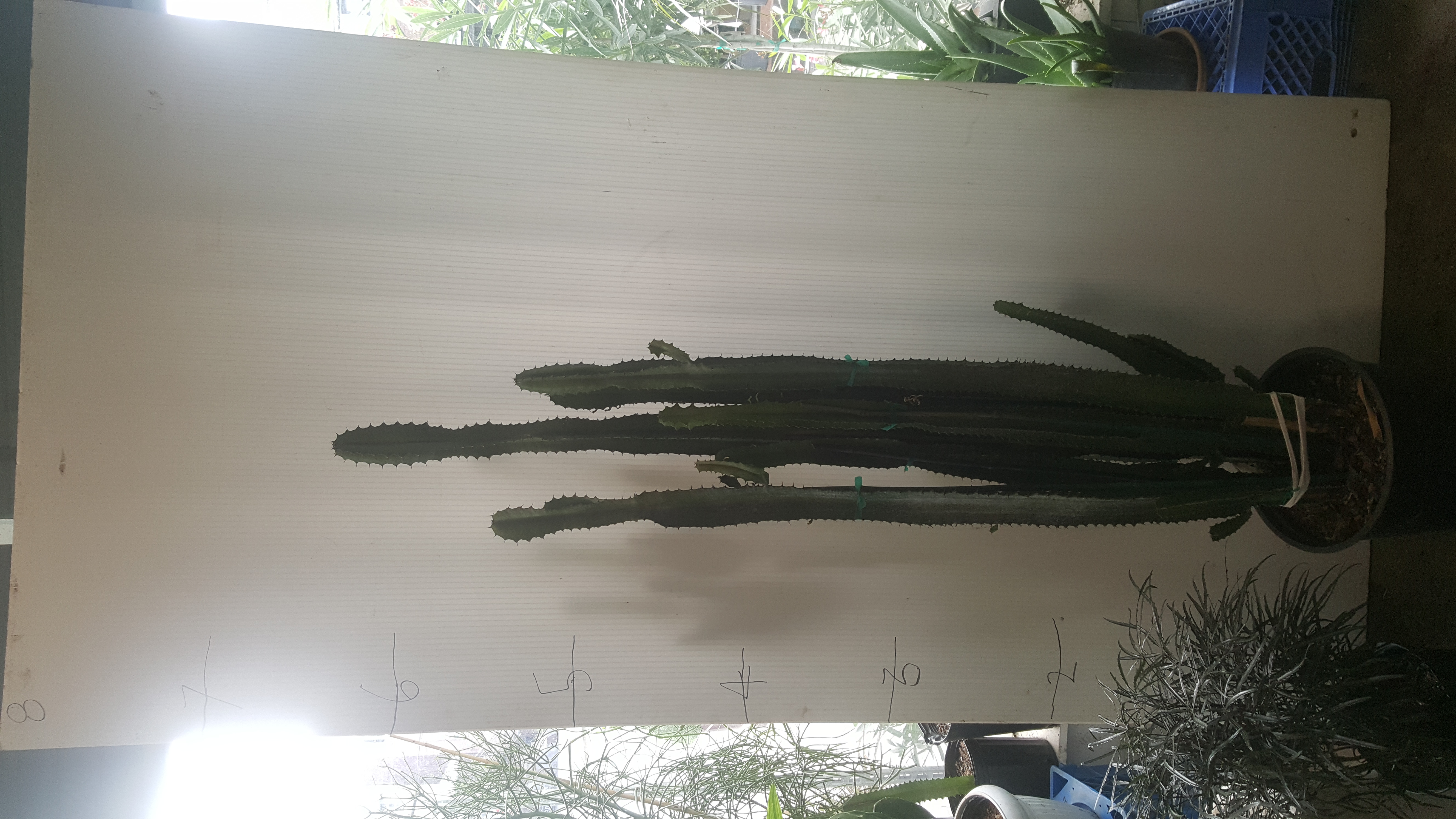 San Pedro Cactus
