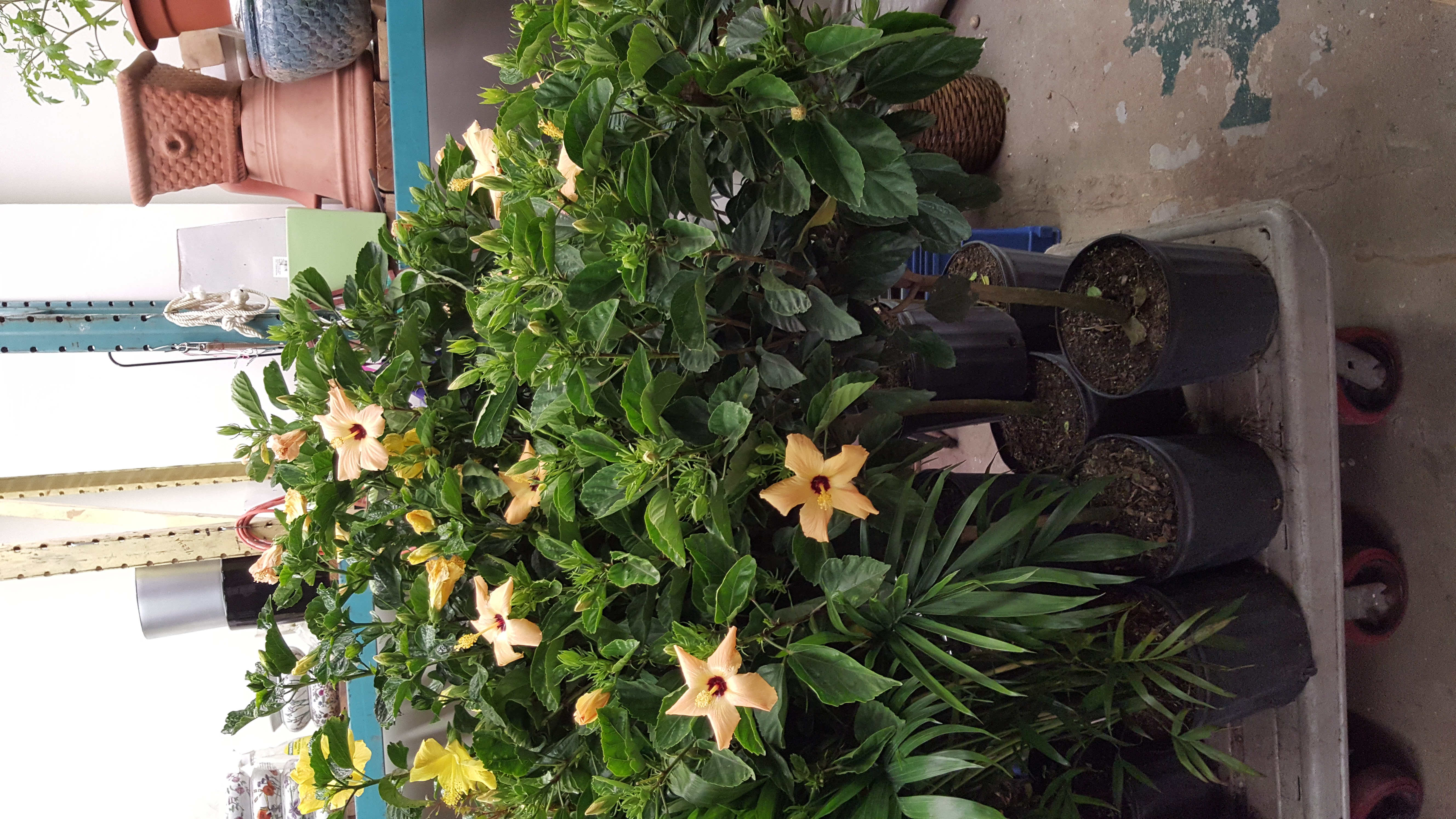 Hibiscus Peach 5ft