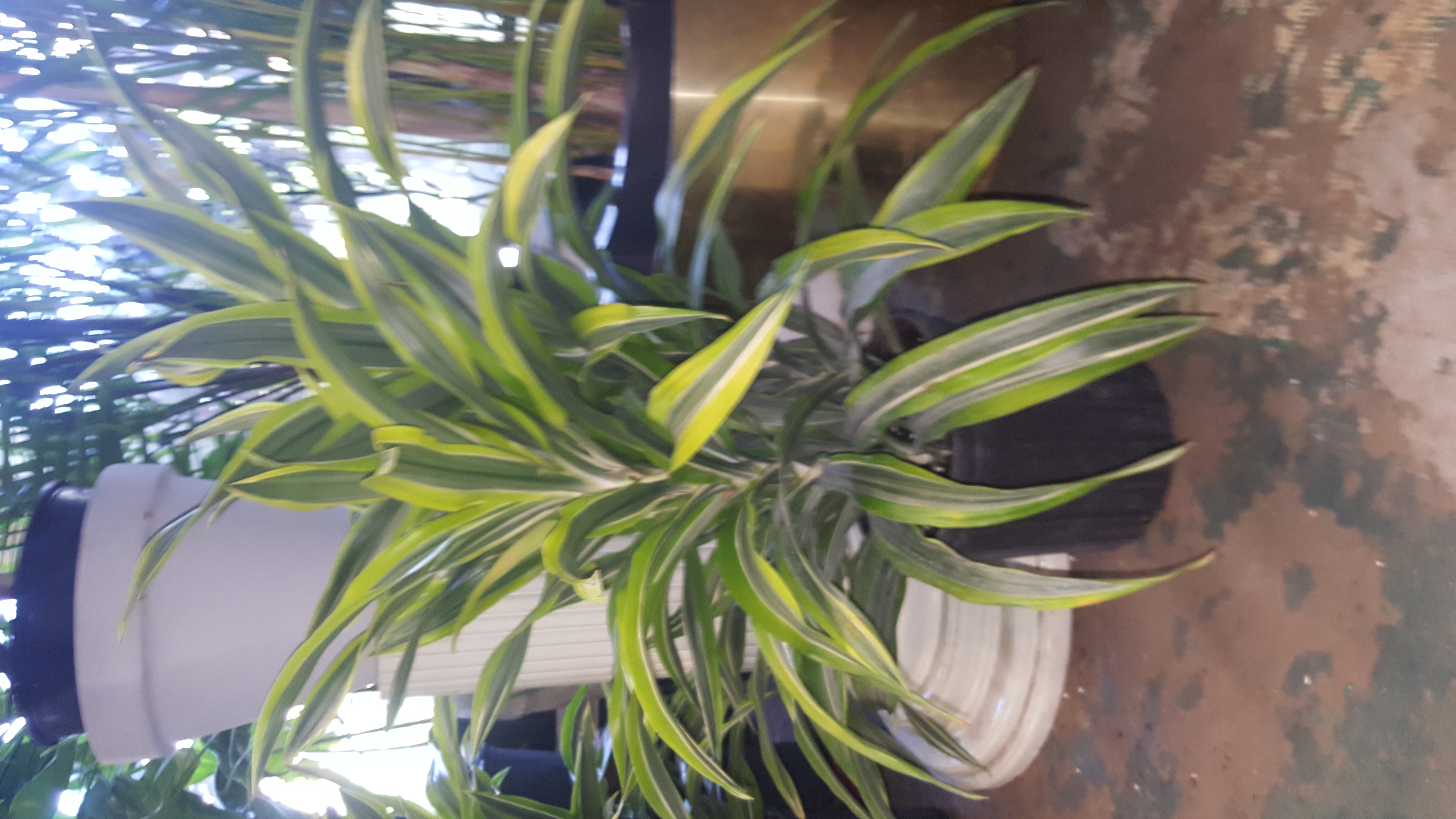 lemon lime dracena