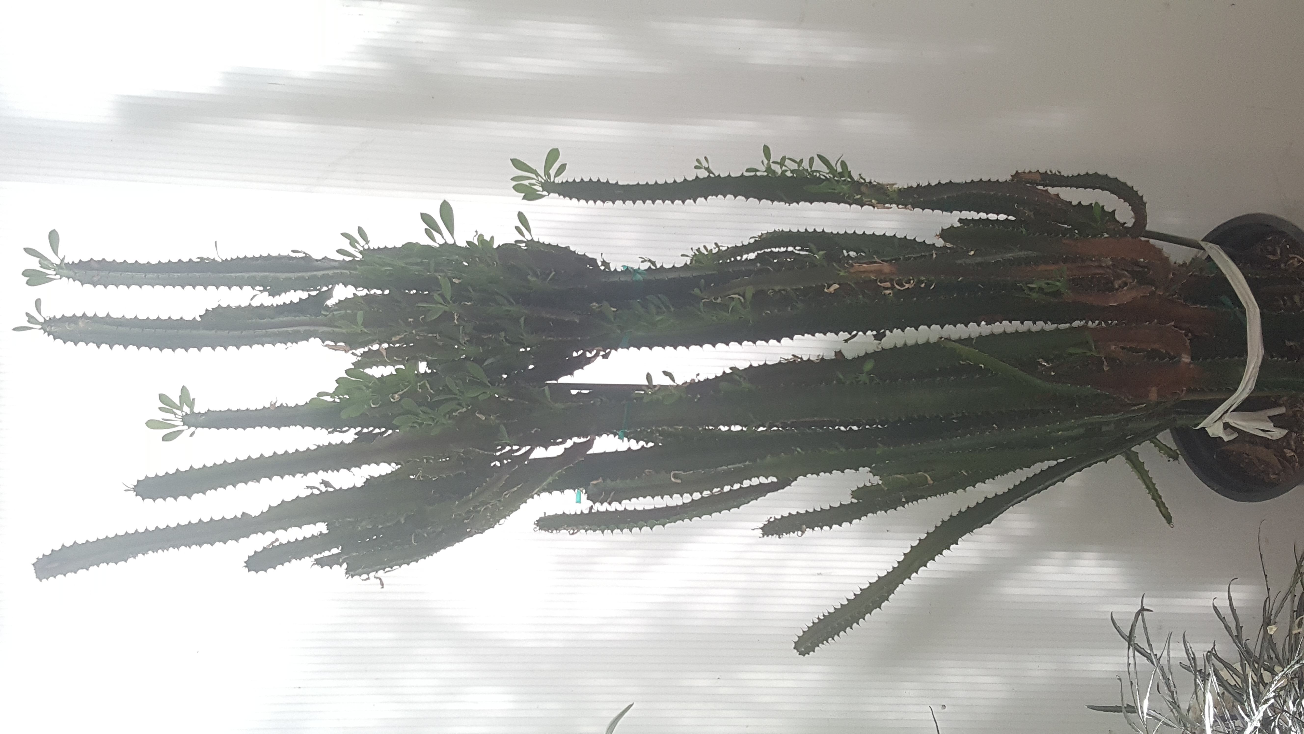 San Pedro Cactus