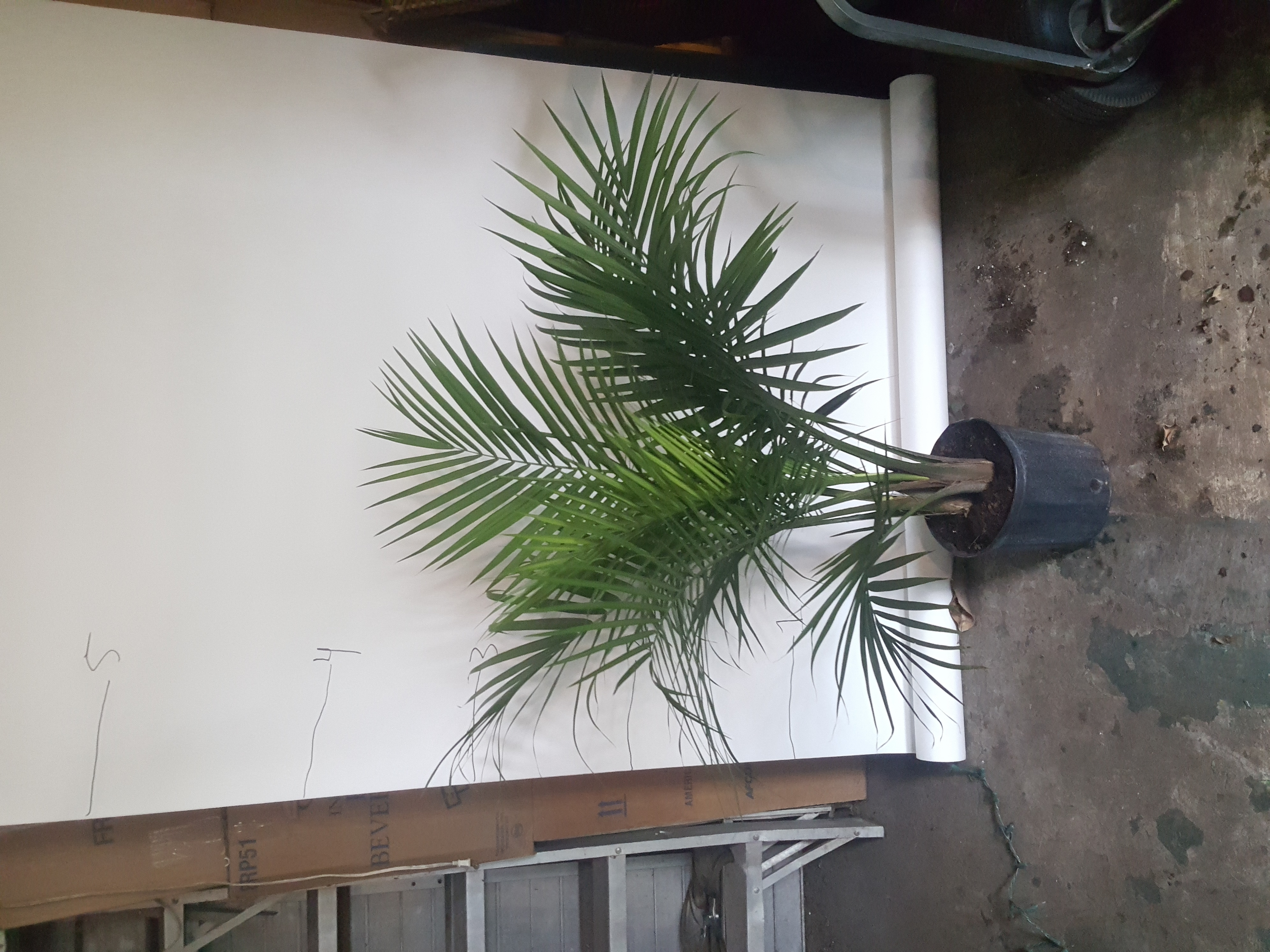 majesty palm