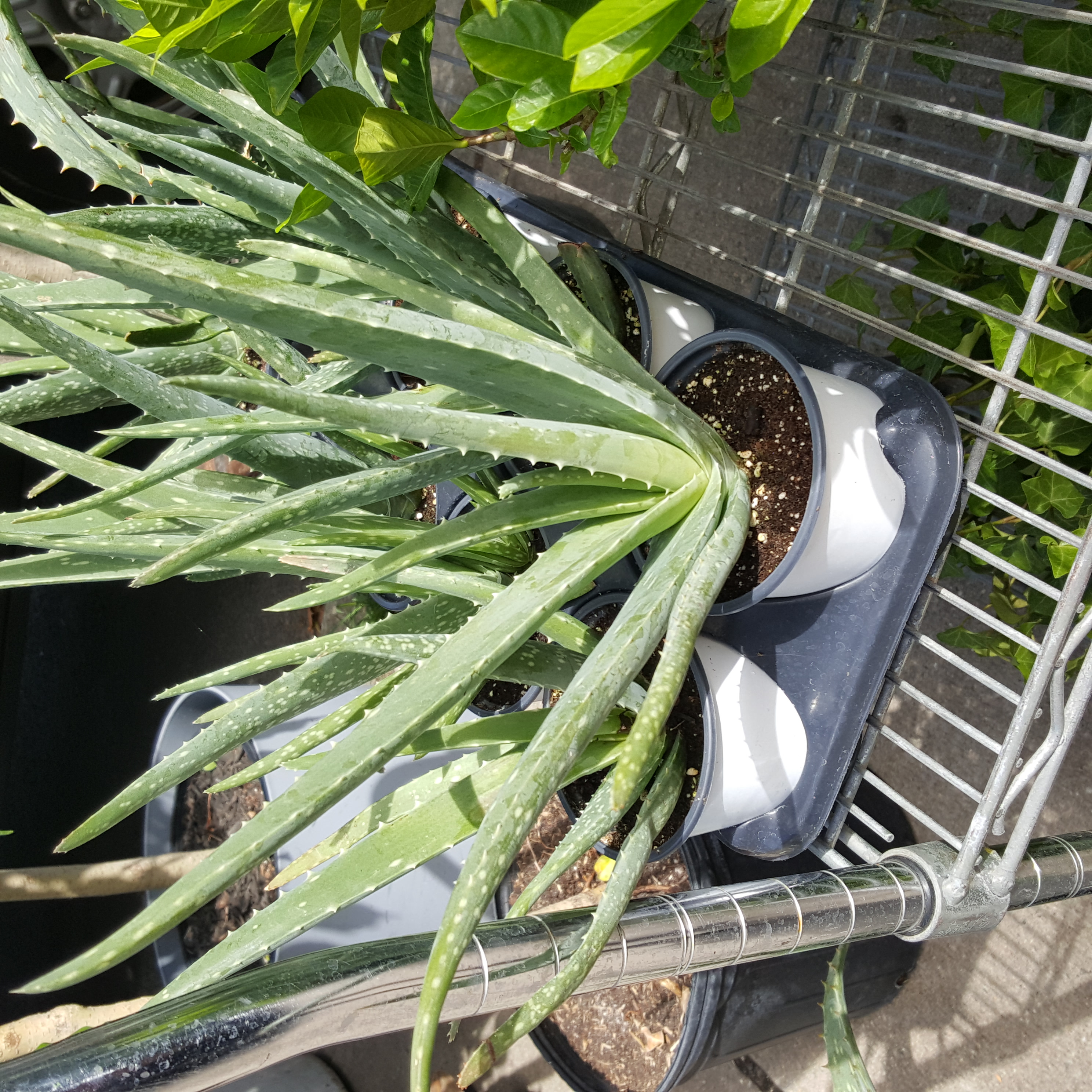 Aloe Vera (4in)