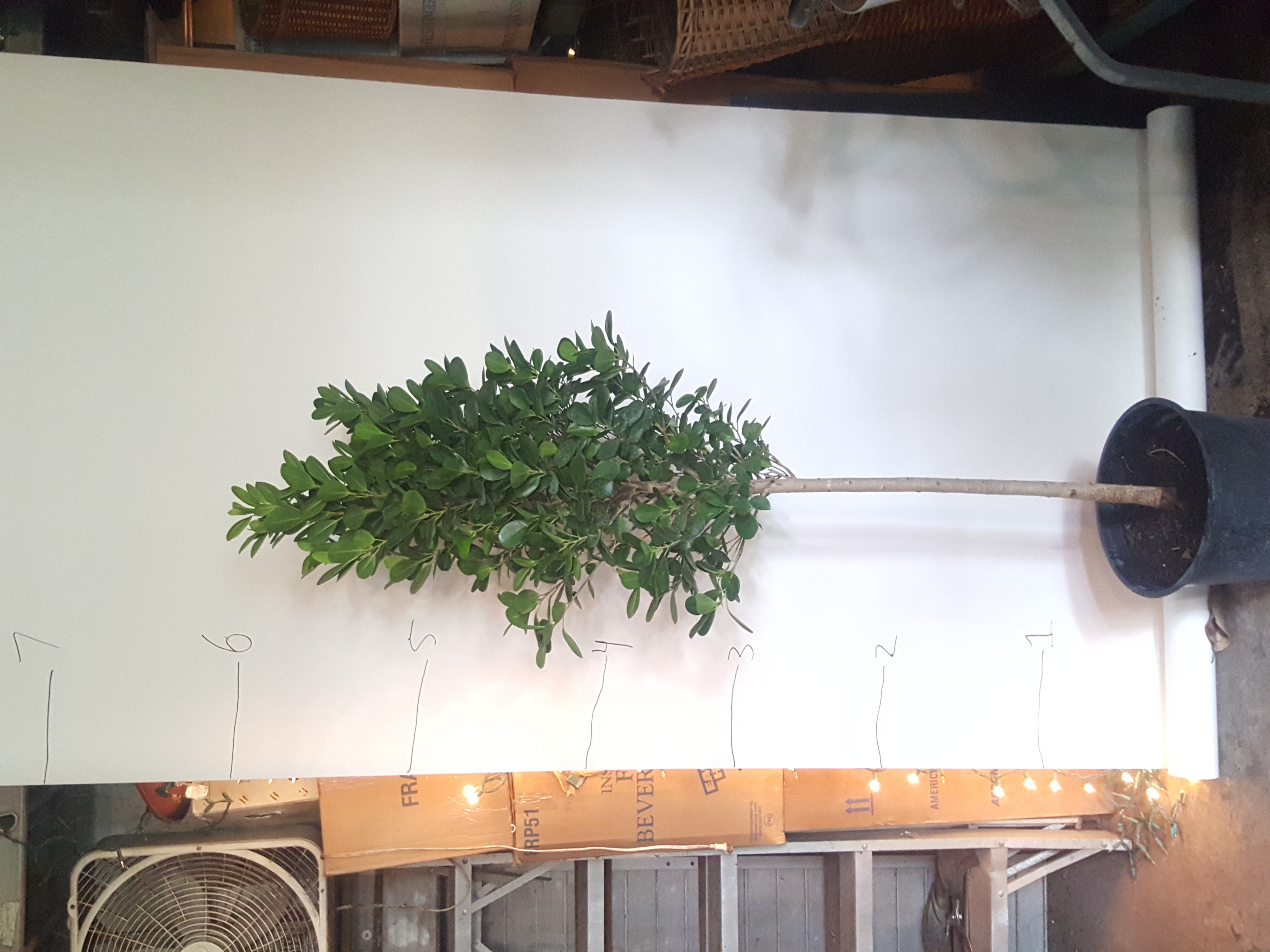 ficus green island