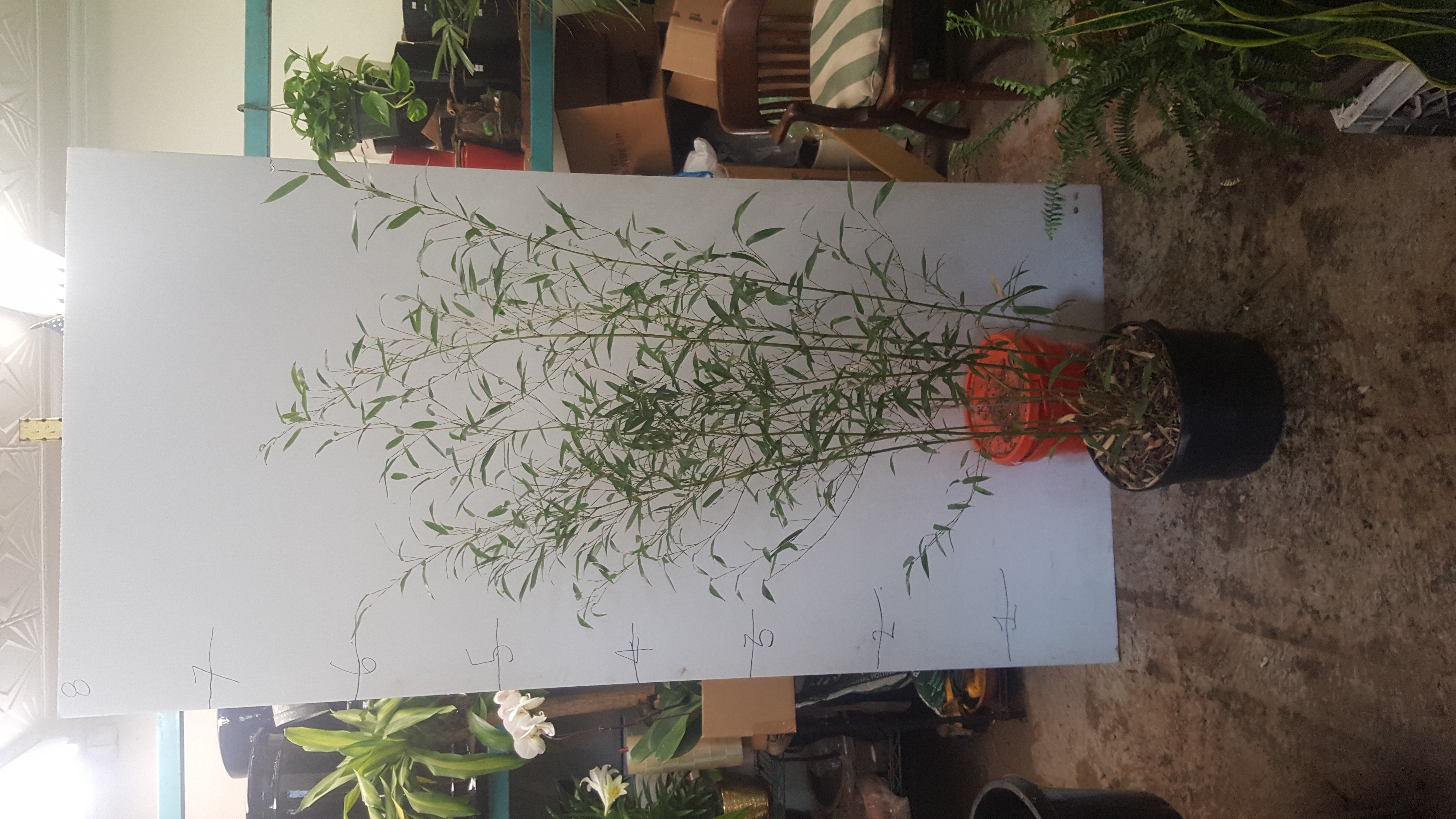 bamboo 6'