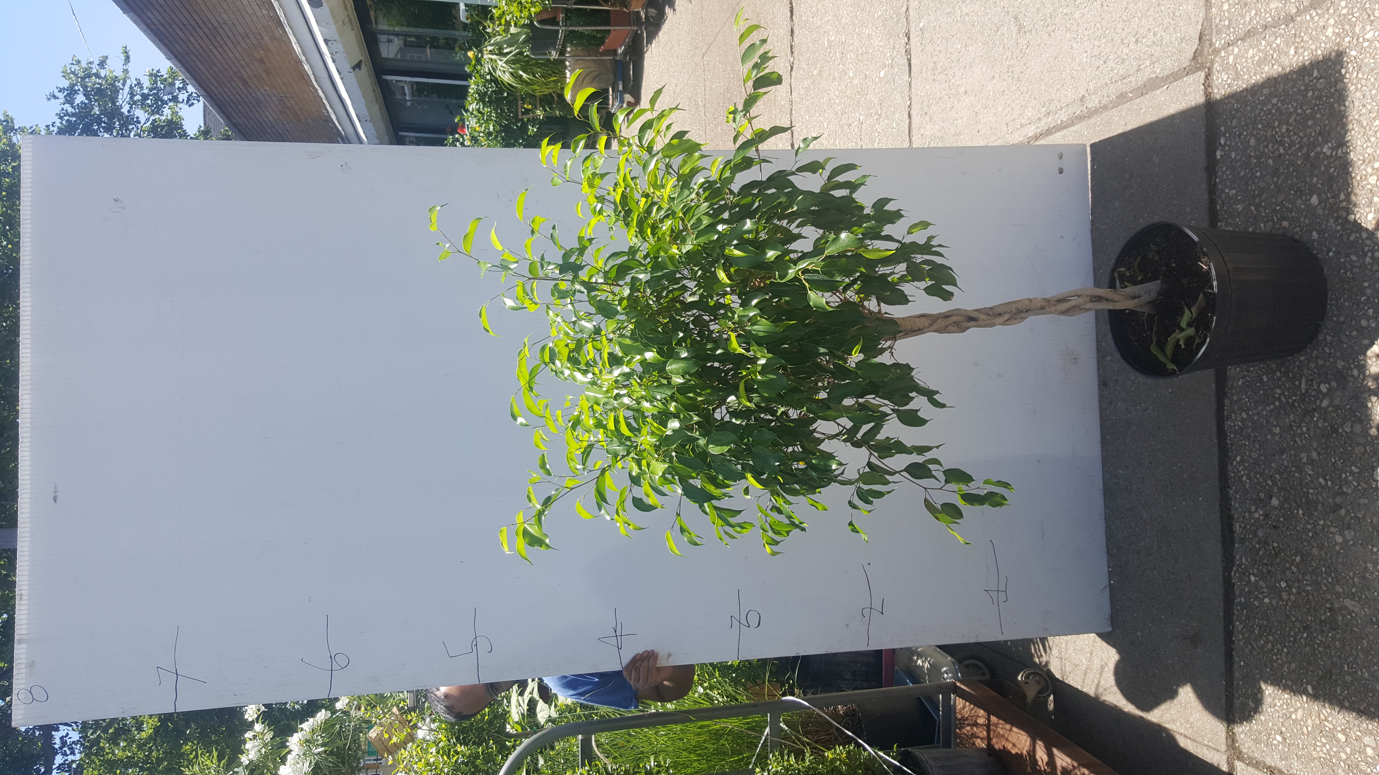 ficus benjamin