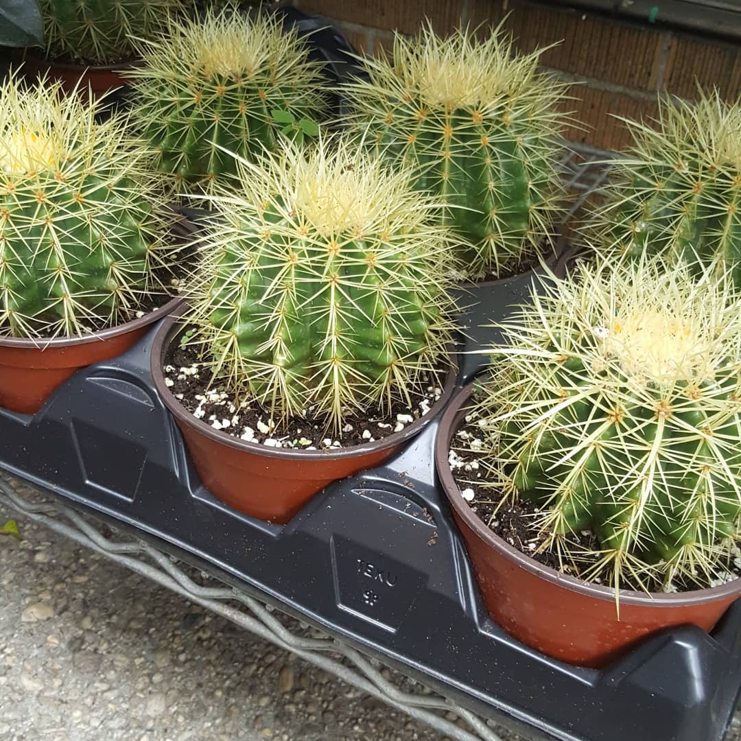 Small Cactus