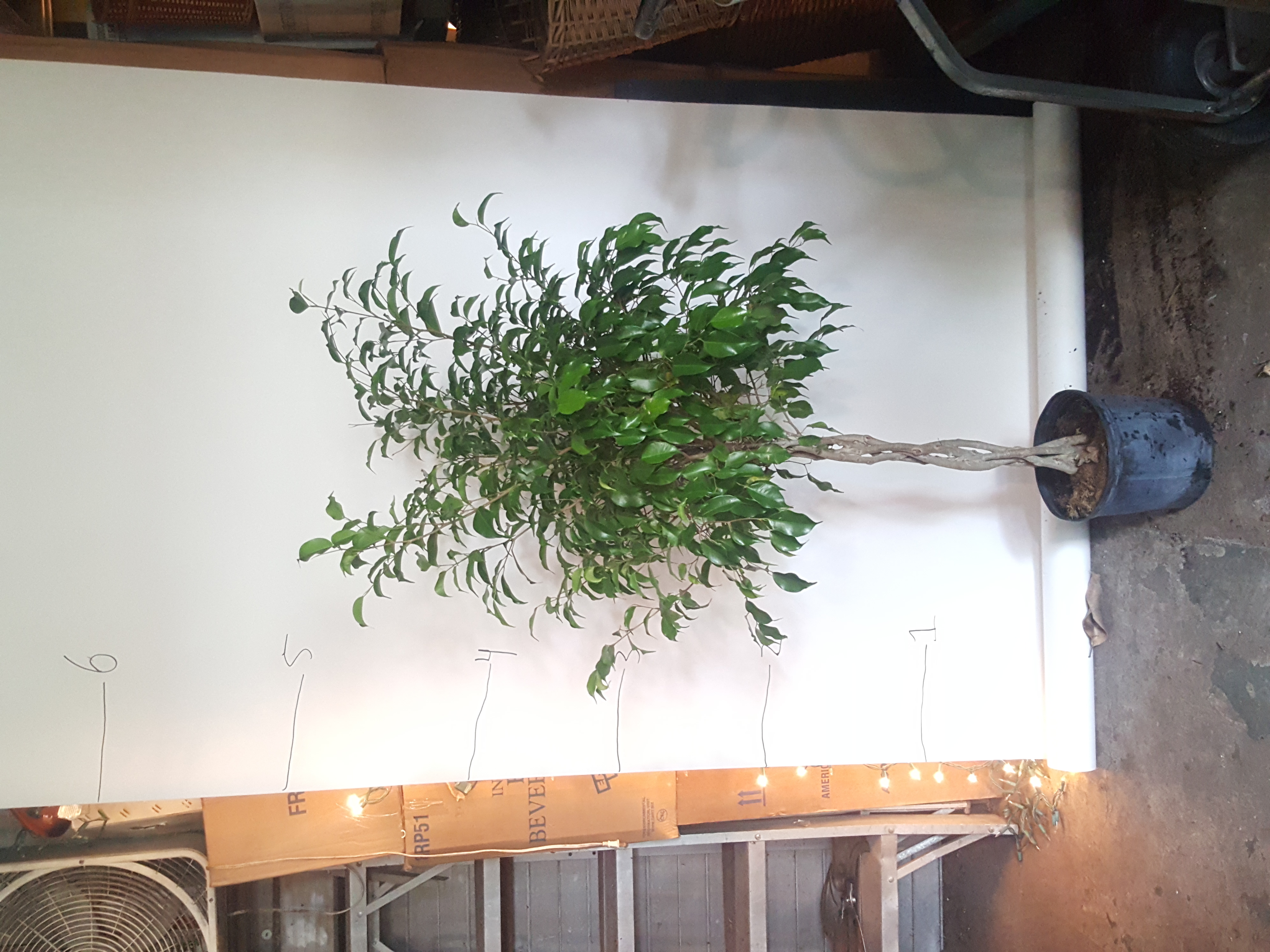 ficus benjamin
