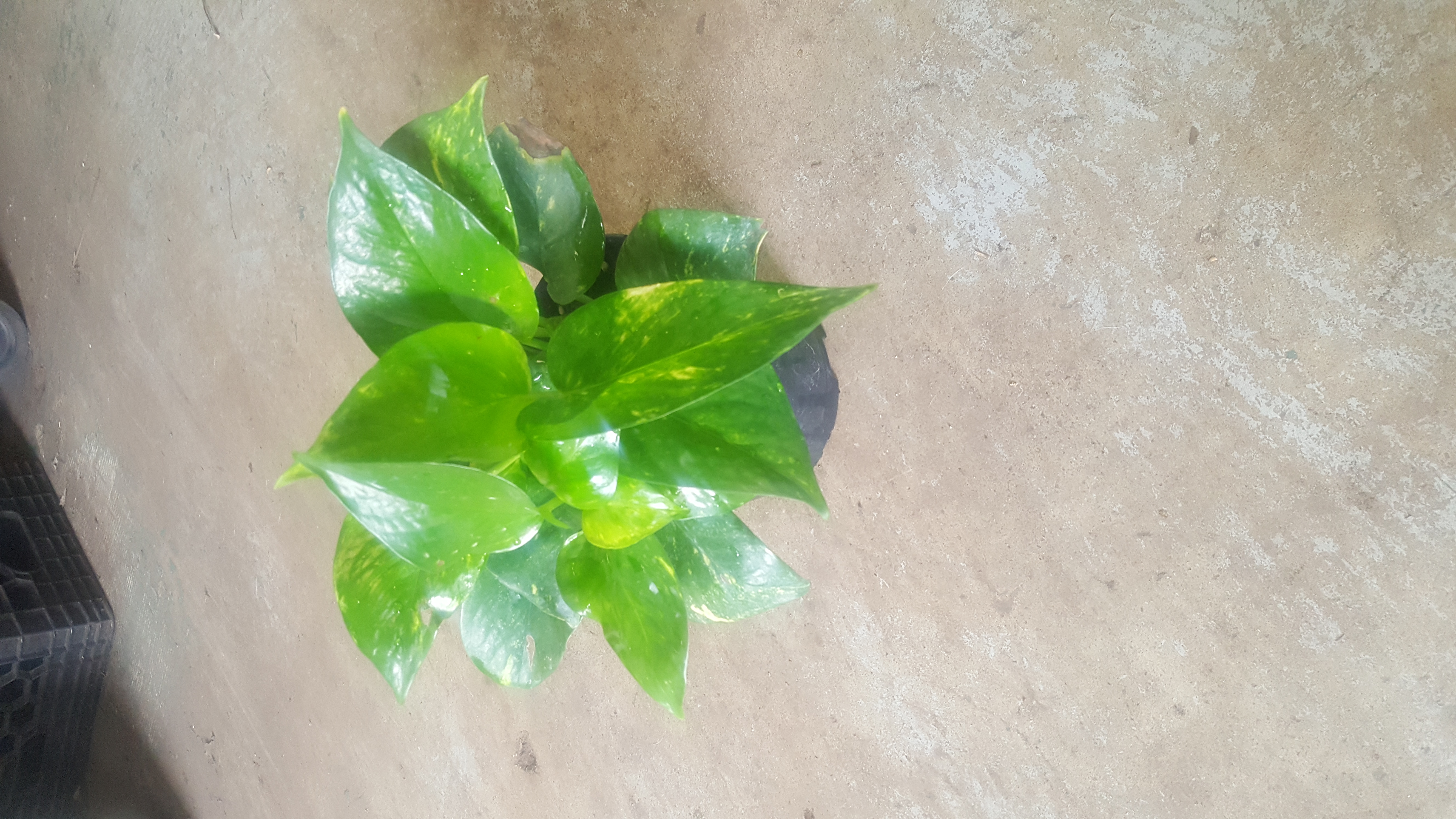 pothos