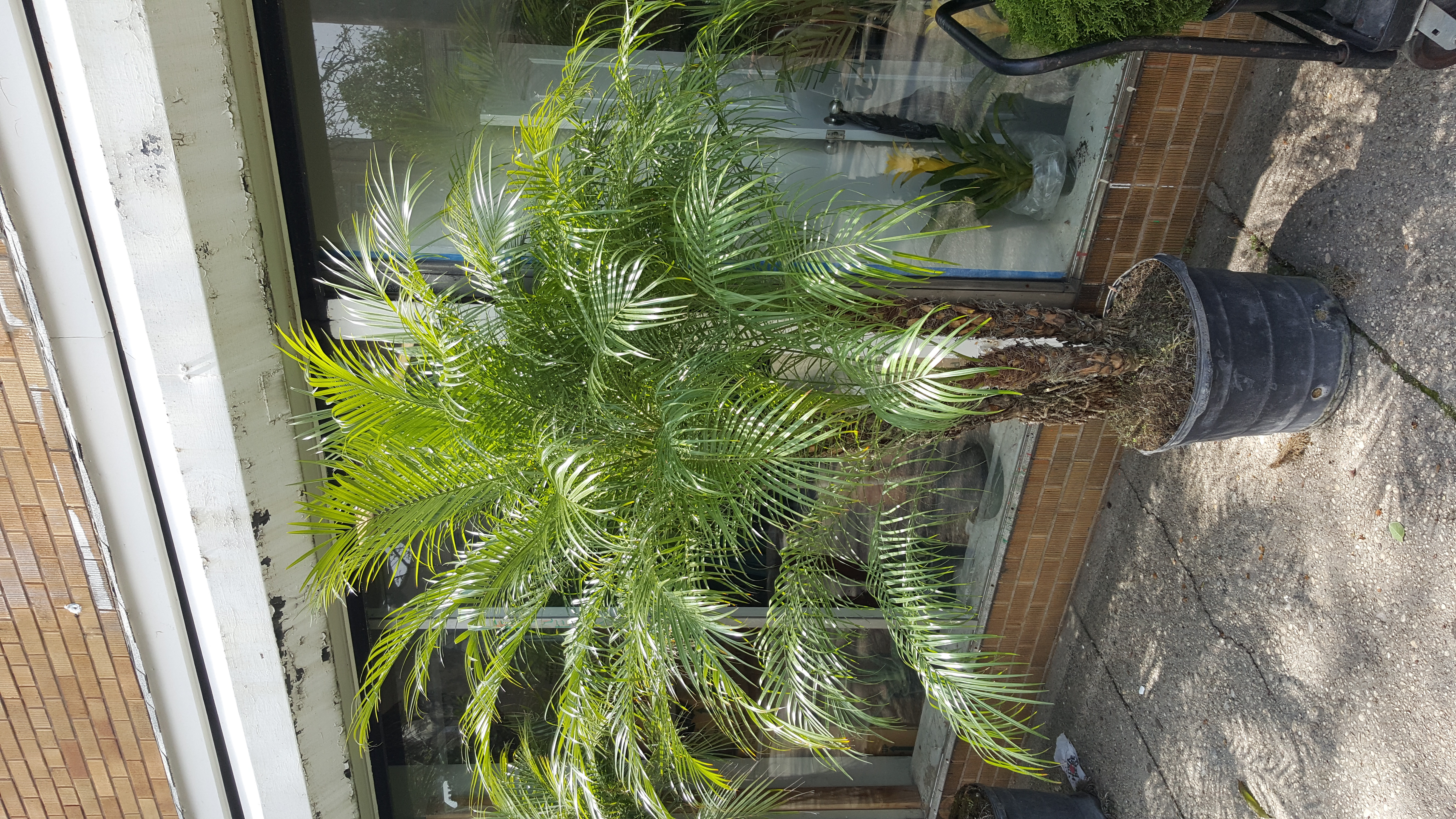 Date Palm full head