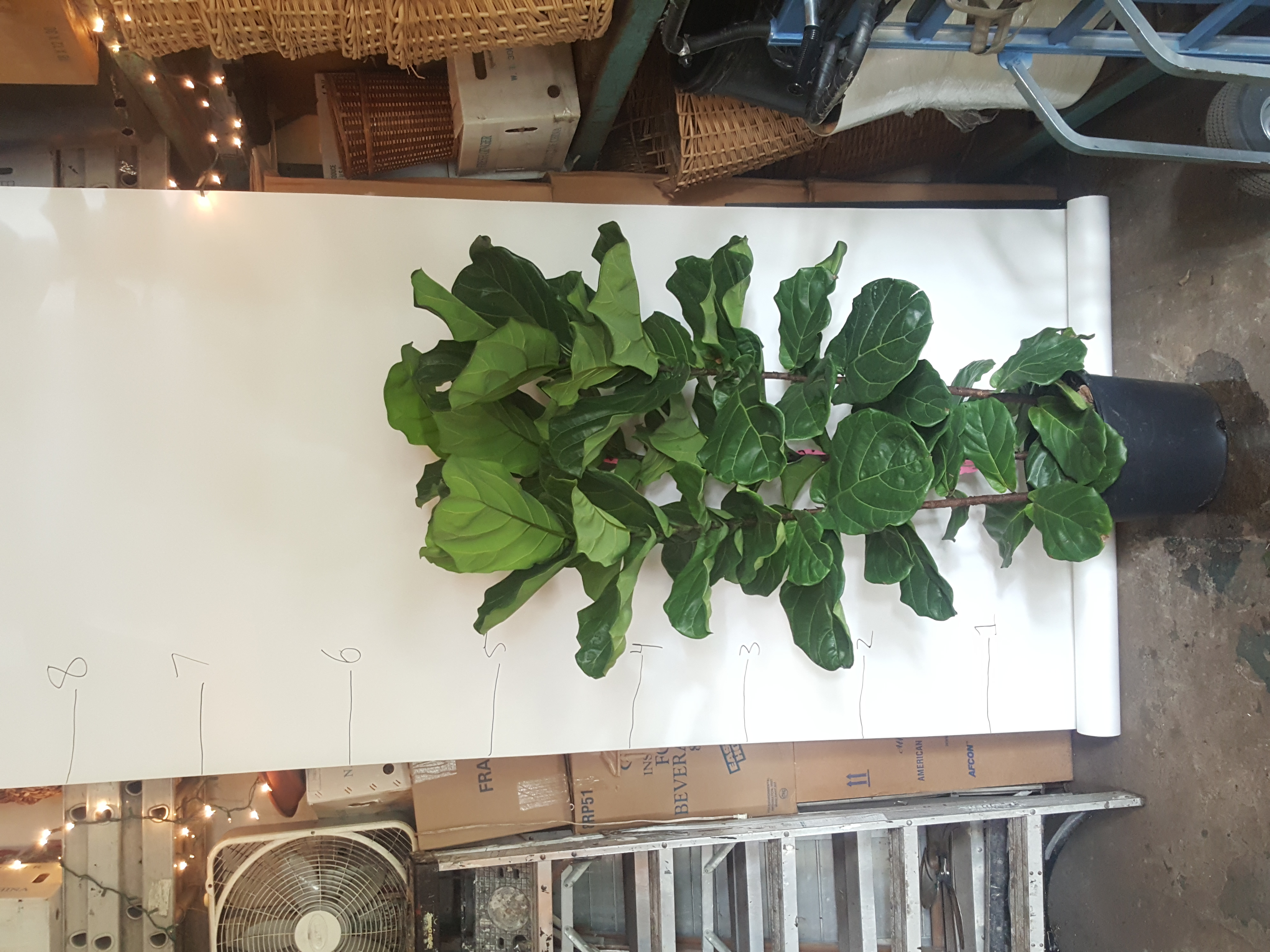 fig bush